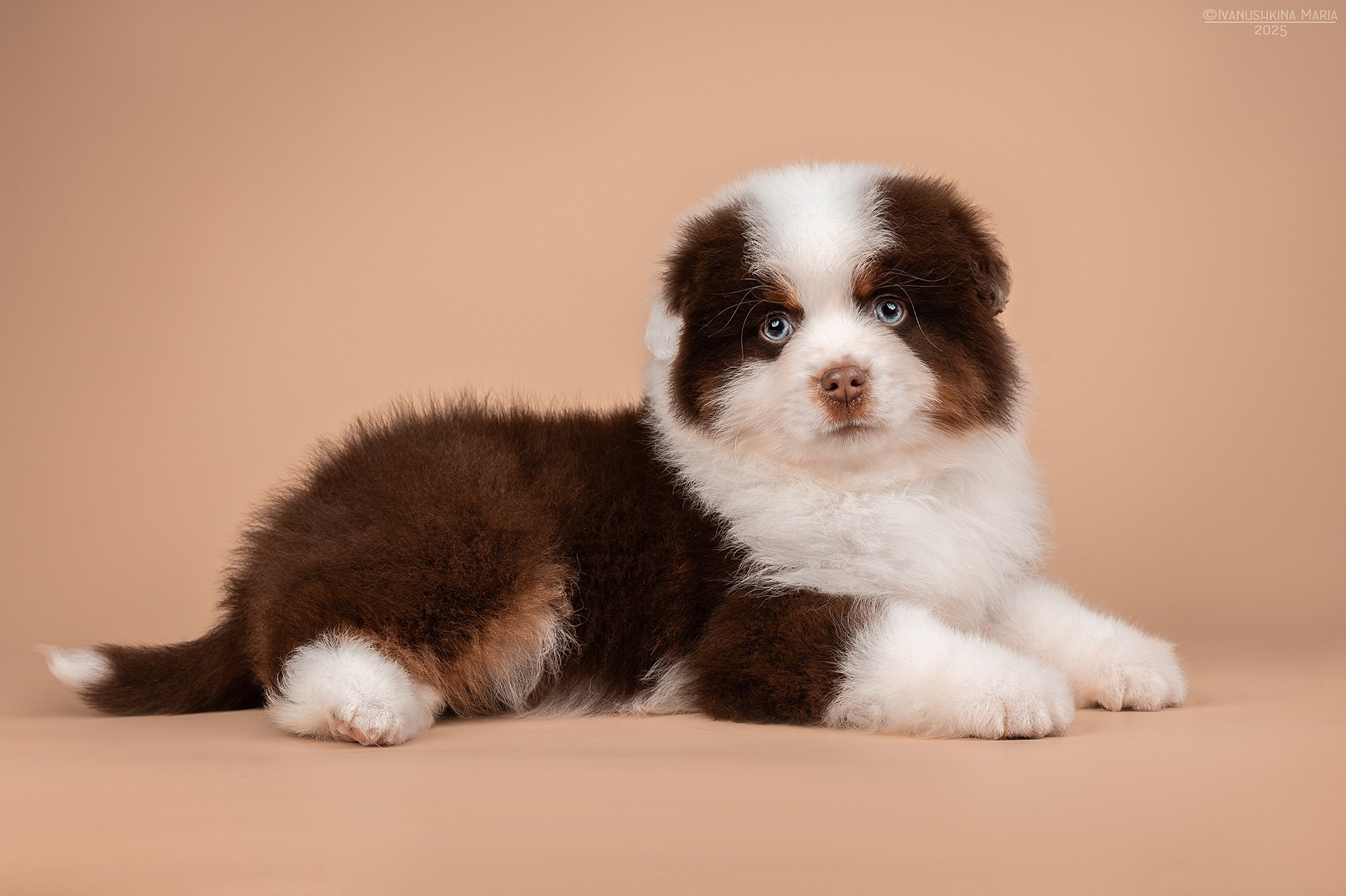 Фотосессия щенков на фонах. Фотограф собак в Москве и Московской области Иванушкина Мария