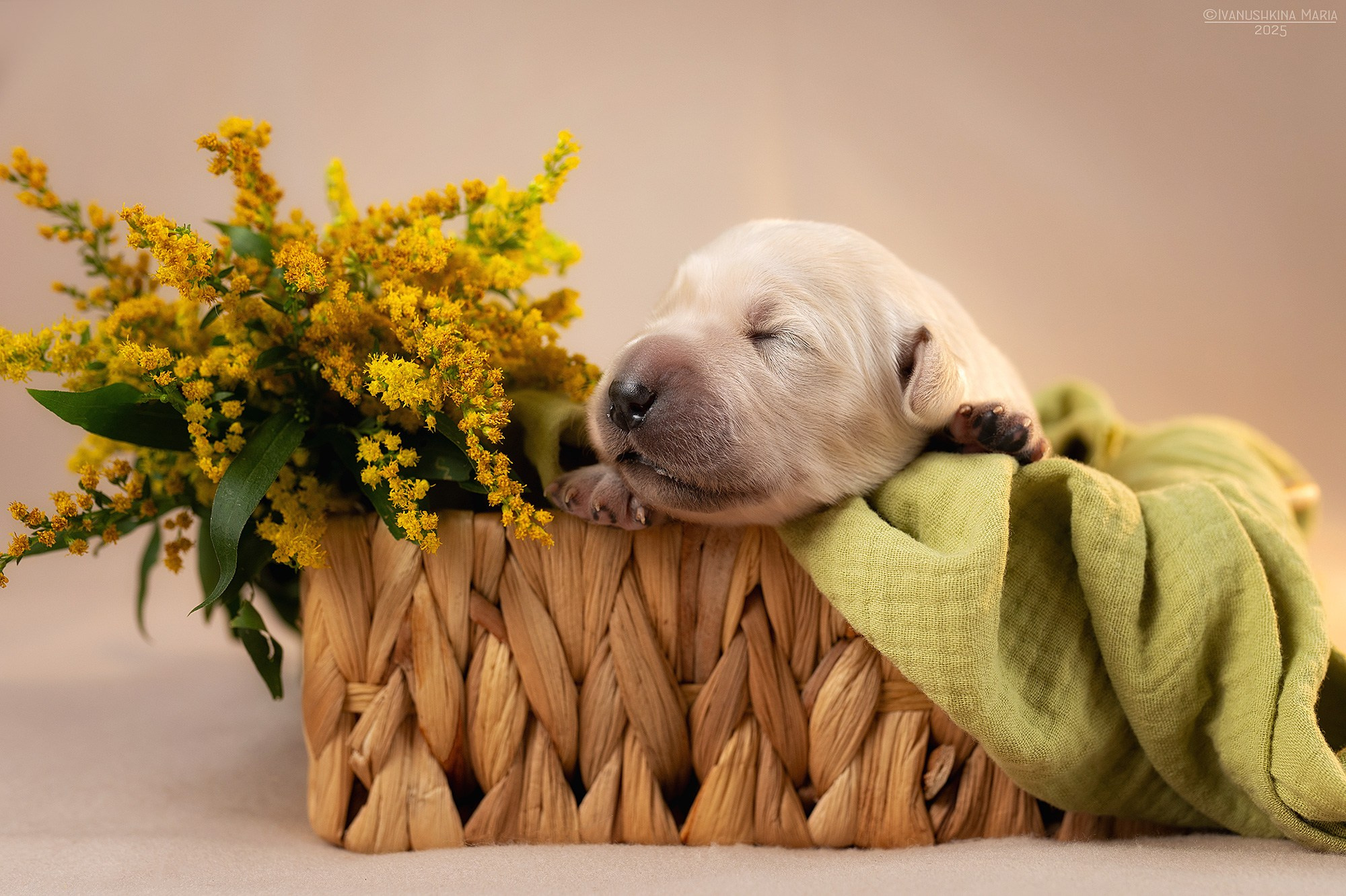 Ньюборн фотосессия щенков. Фотограф собак в Москве и Московской области Иванушкина Мария