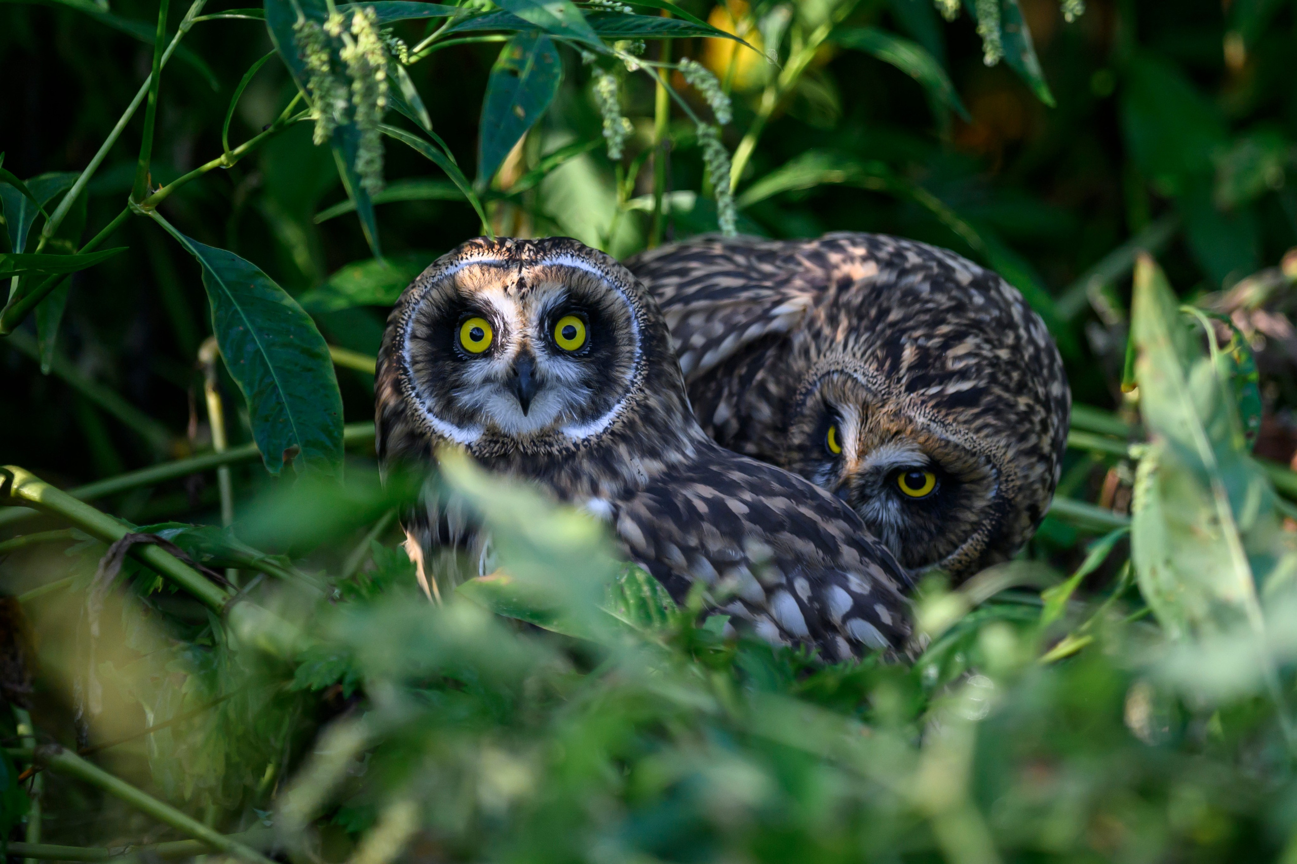 Short eared owl. Wildlife photography by Sergey Puponin