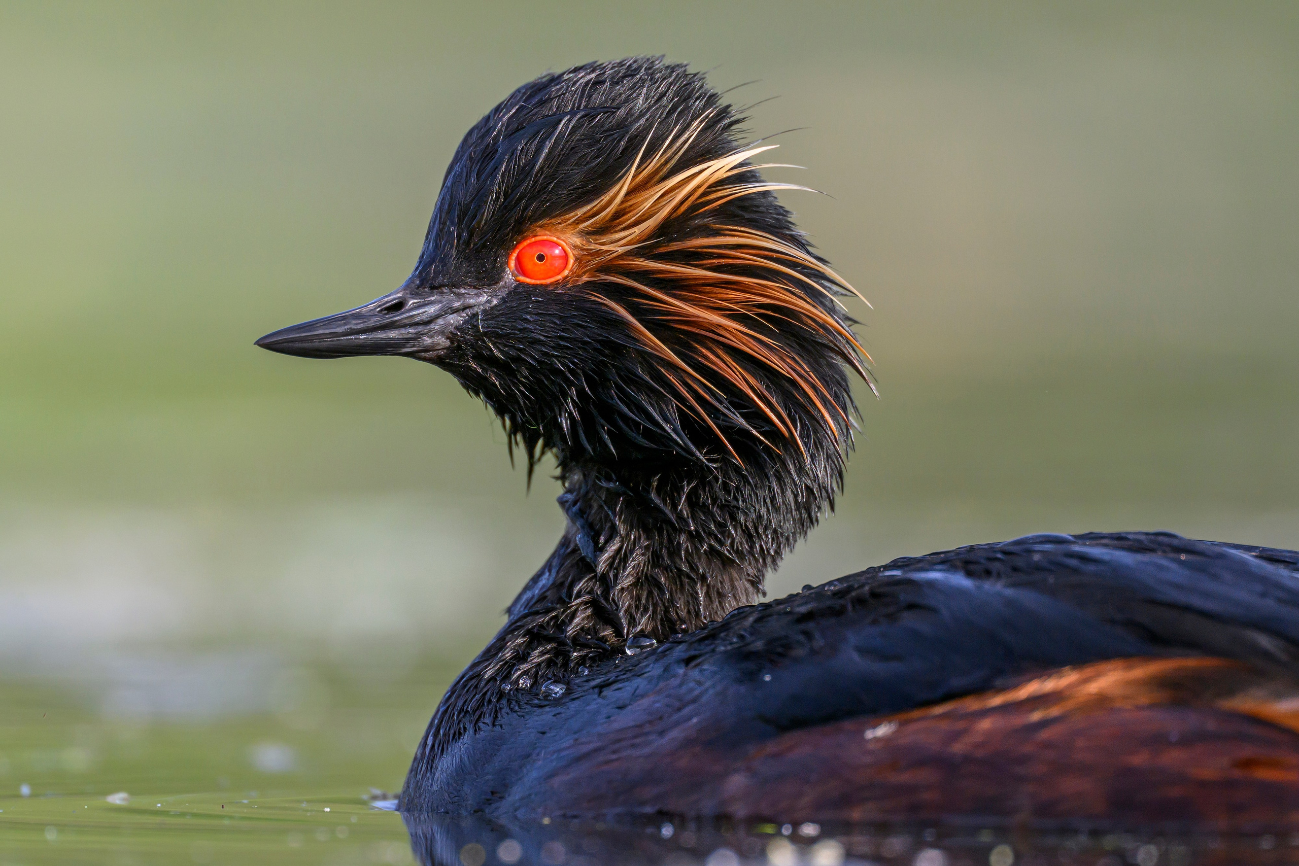 На болоте. Wildlife photography by Sergey Puponin