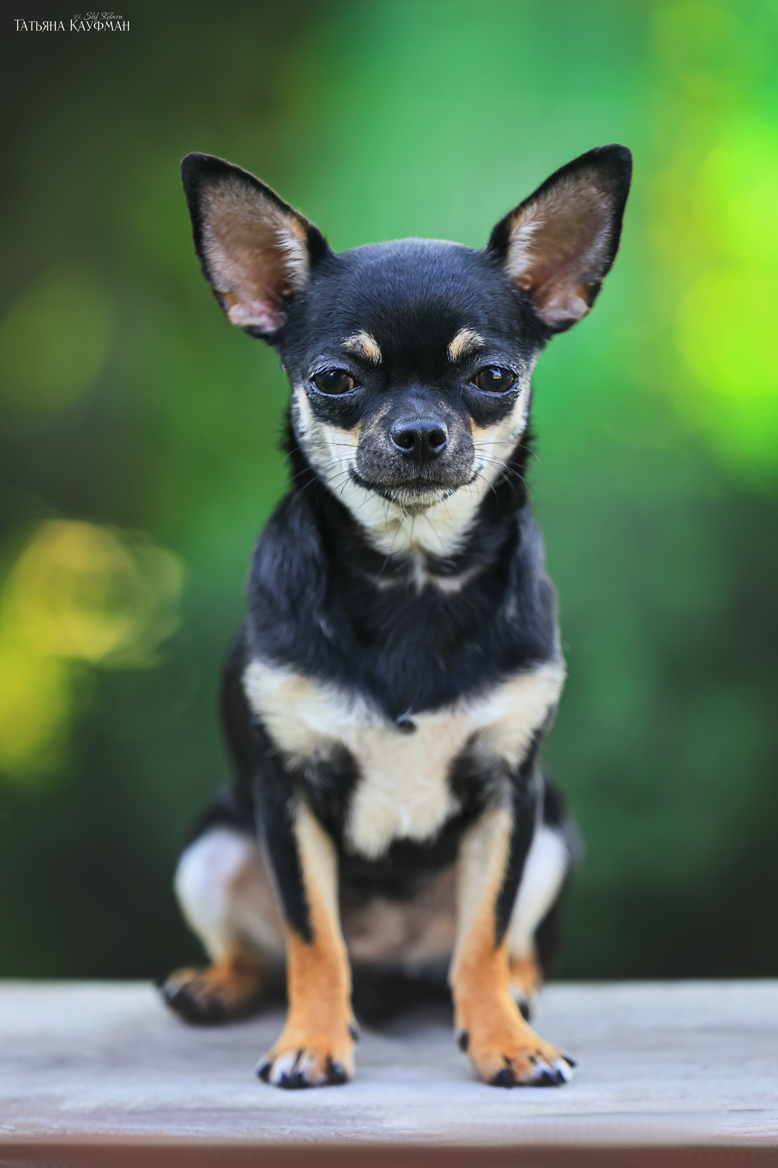 Чухуа хуа, собака в цветах, красивая собака, фотограф анималист, фотокурс Анималистика, научиться фотографировать собак, фотограф Новосибирск