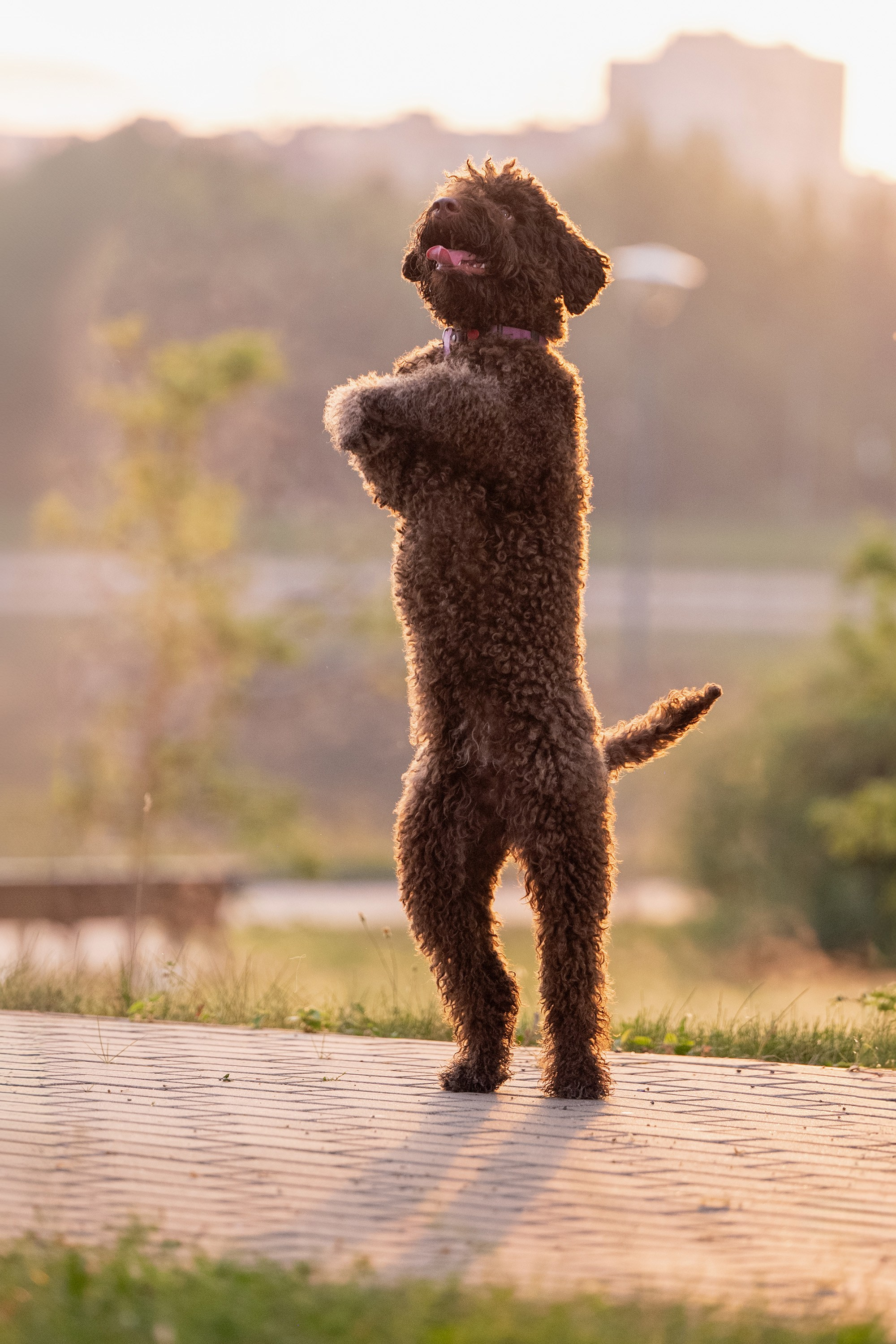 Утро с Лаготто романьоло 14 июля 2024. -