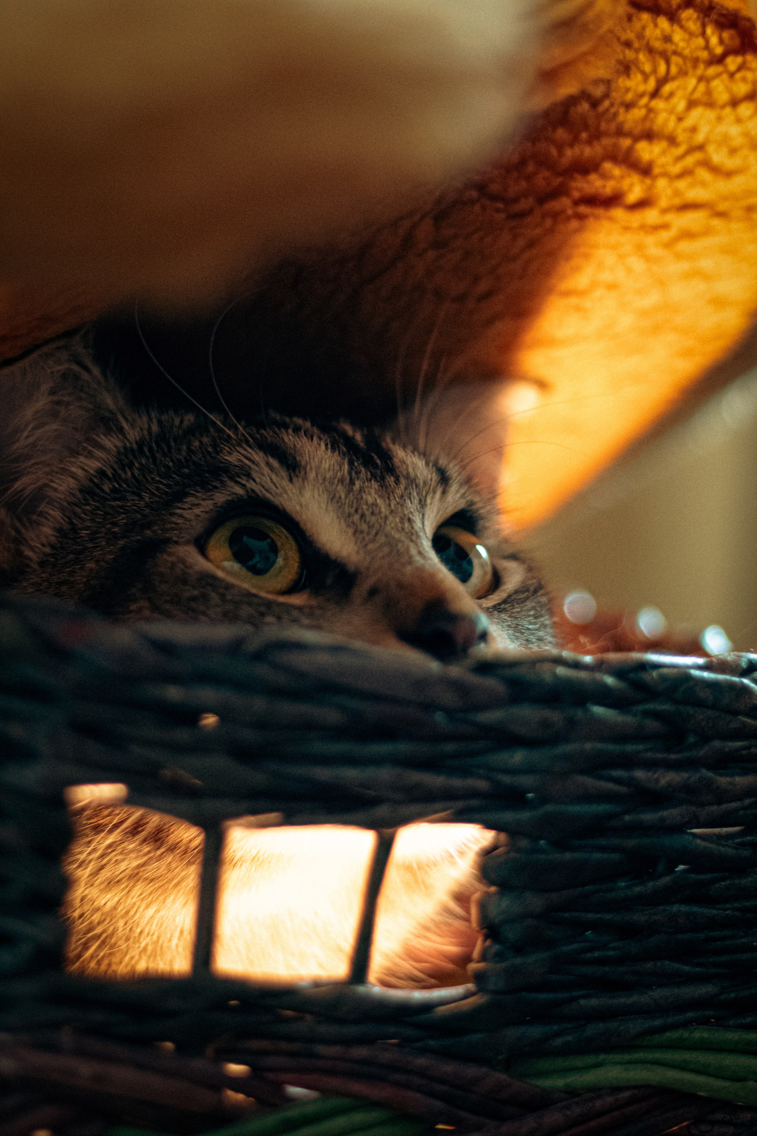 Кот в коробке. Dmitriy [KCCC] is a pretty cool photographer