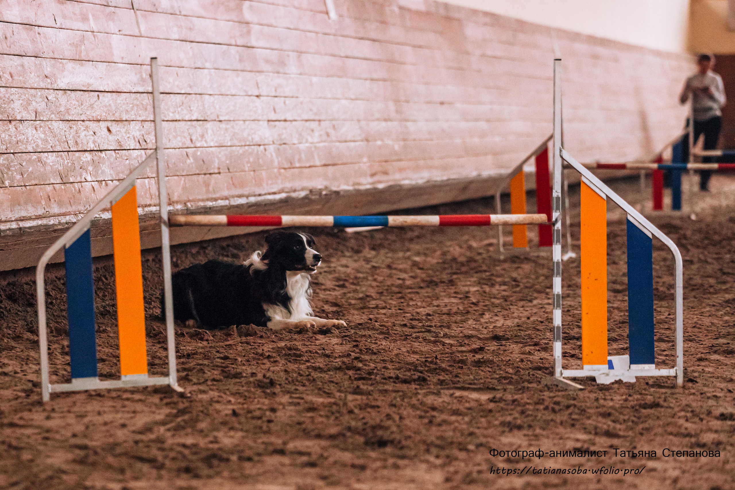 Соревнования по Аджилити 25.02.2024. Фотограф-анималист Татьяна Степанова