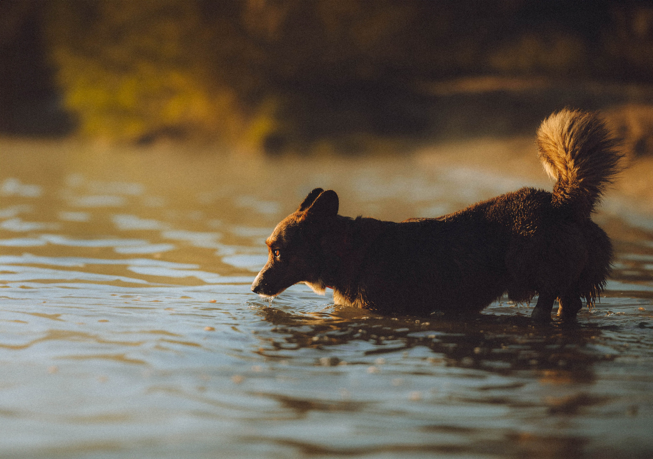 Таня, Ерш и Оллик