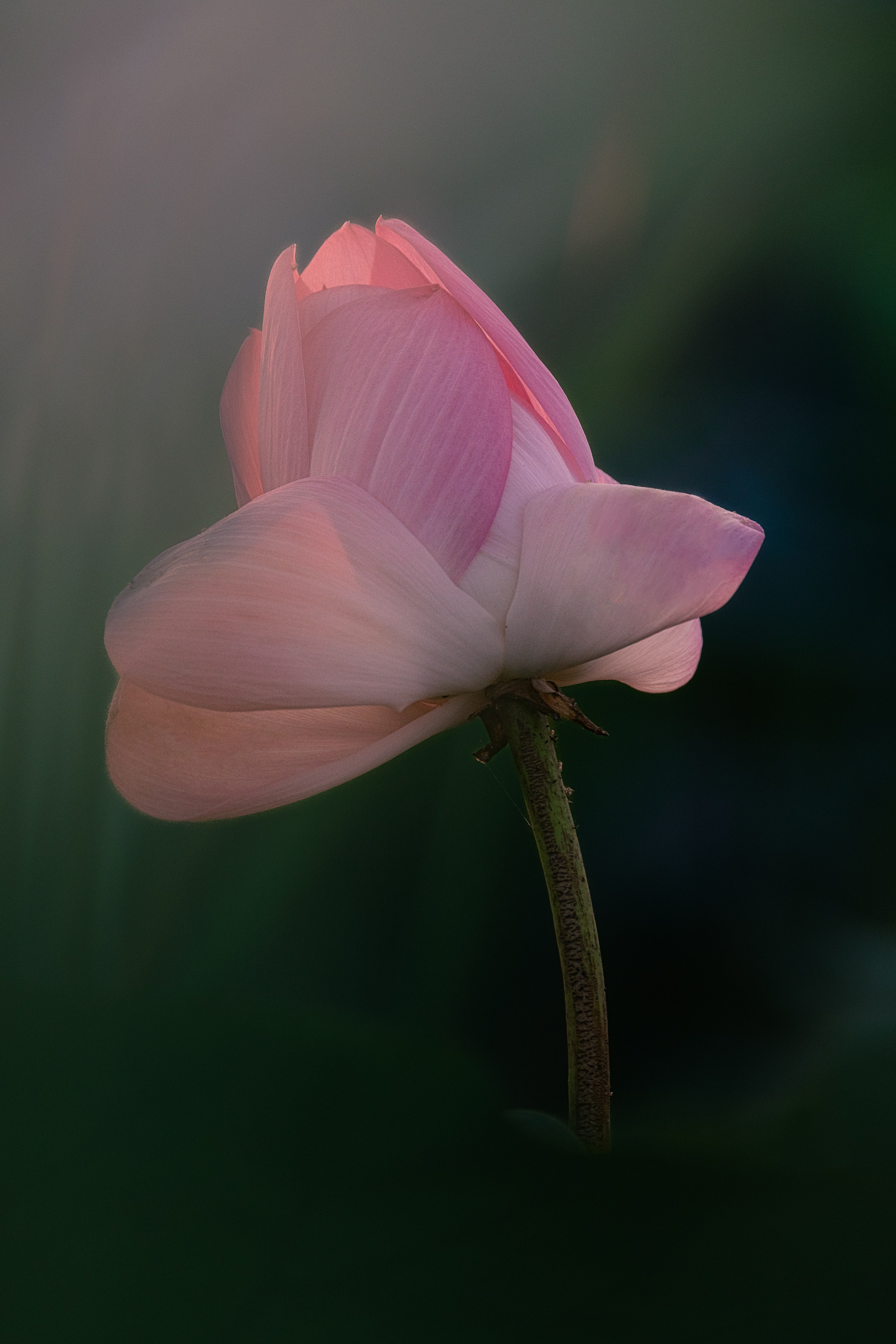 Астраханская область 2025 | Фотограф Дмитрий Купрацевич. Дмитрий Купрацевич профессиональный пейзажный и travel-фотограф