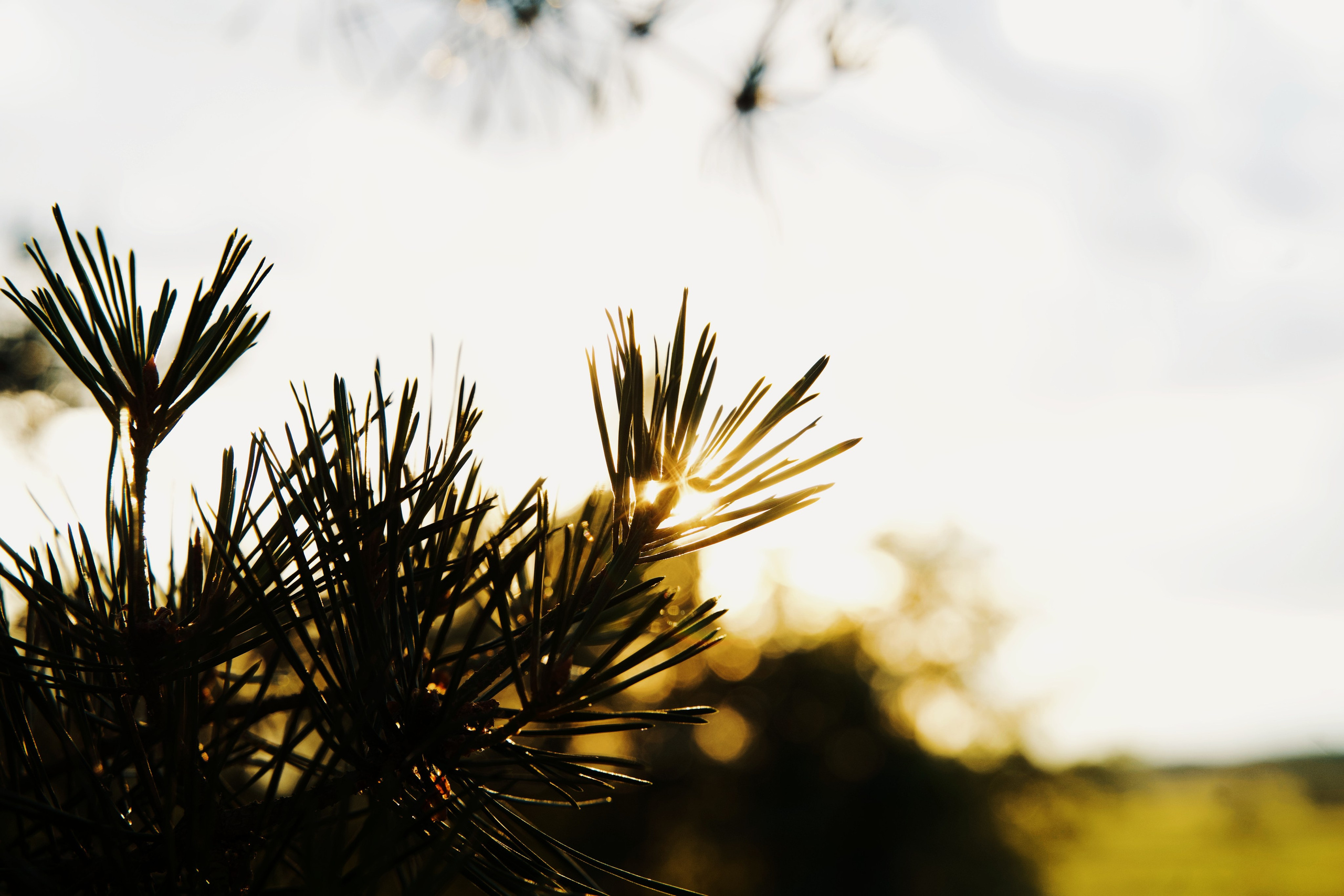 ПРИРОДА. Разноплановый фотограф из Москвы/Твери