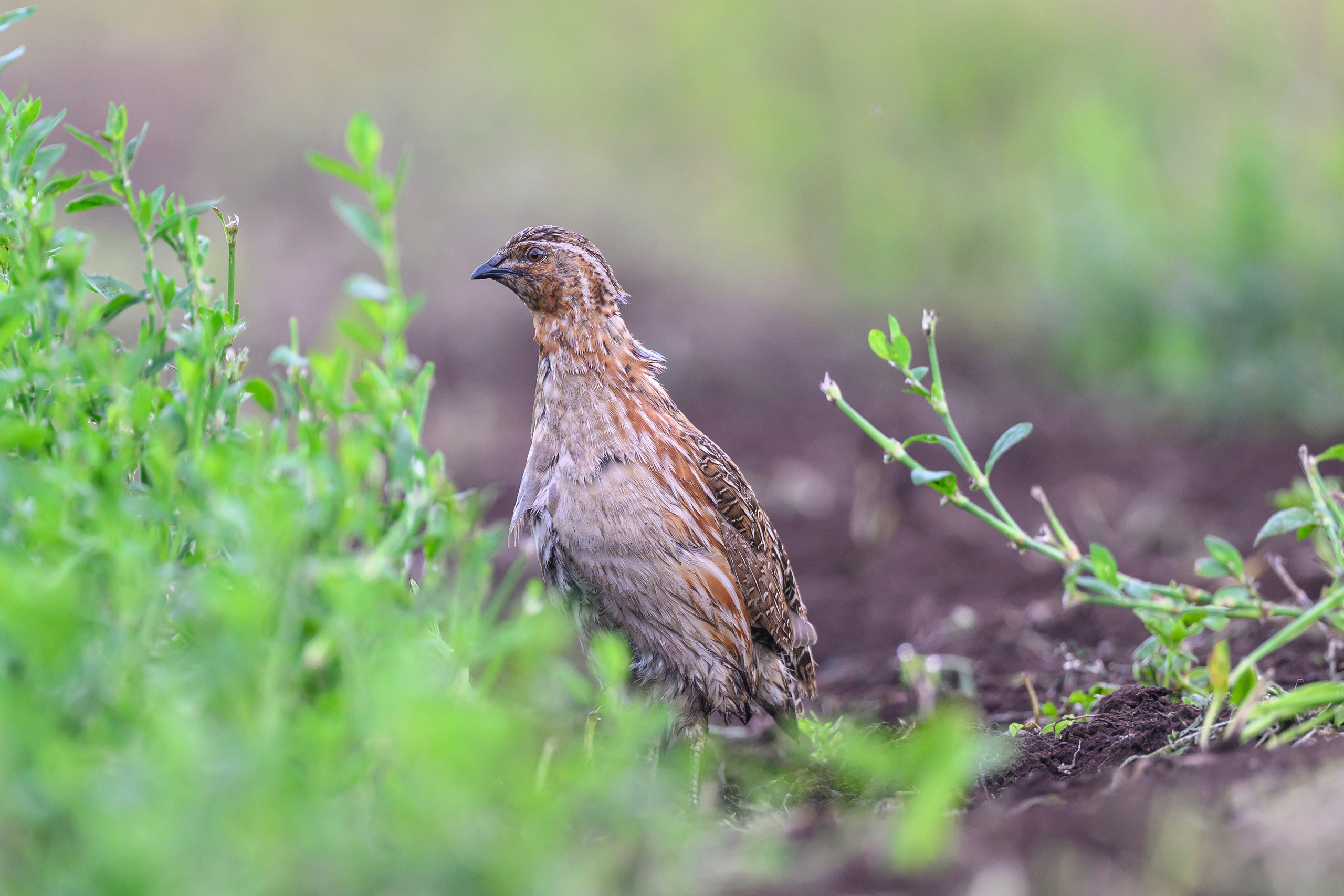 Перепел. Wildlife photography by Sergey Puponin
