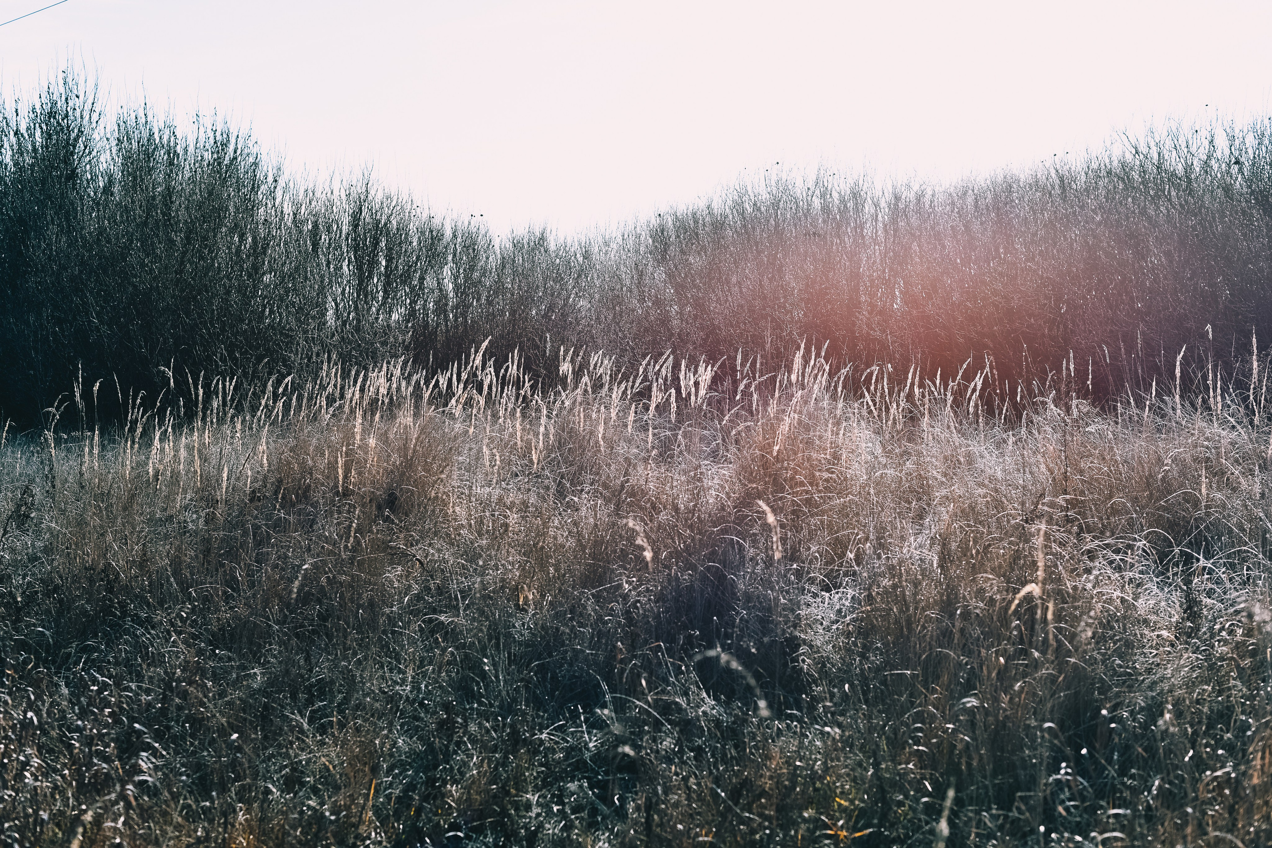 Прогулка златы