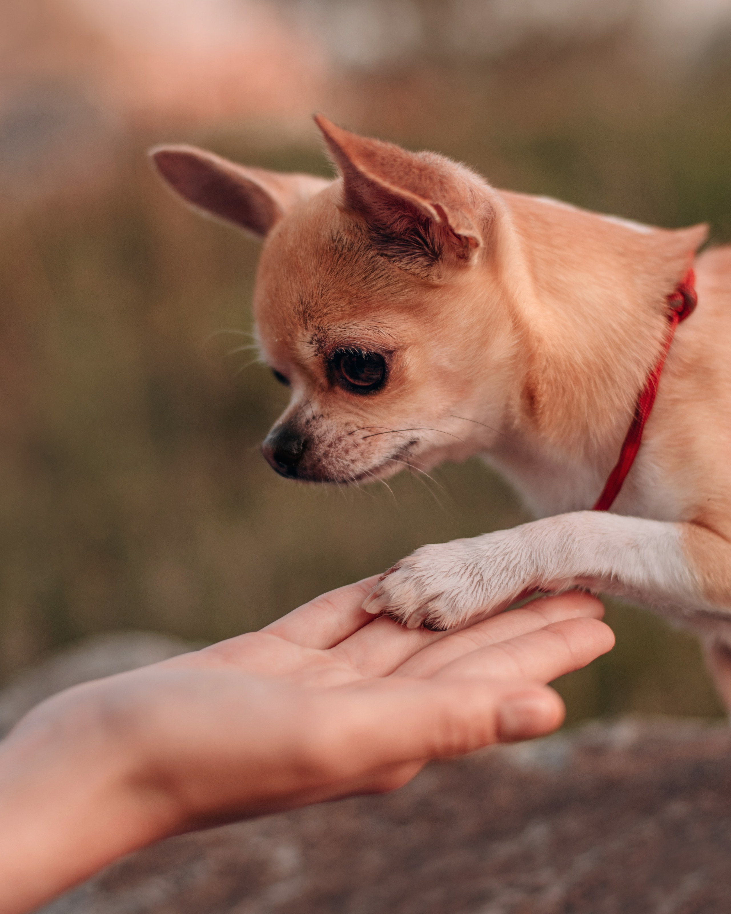 Прогулка: чихуахуа Хенни и Алина во Владивостоке. Портфолио