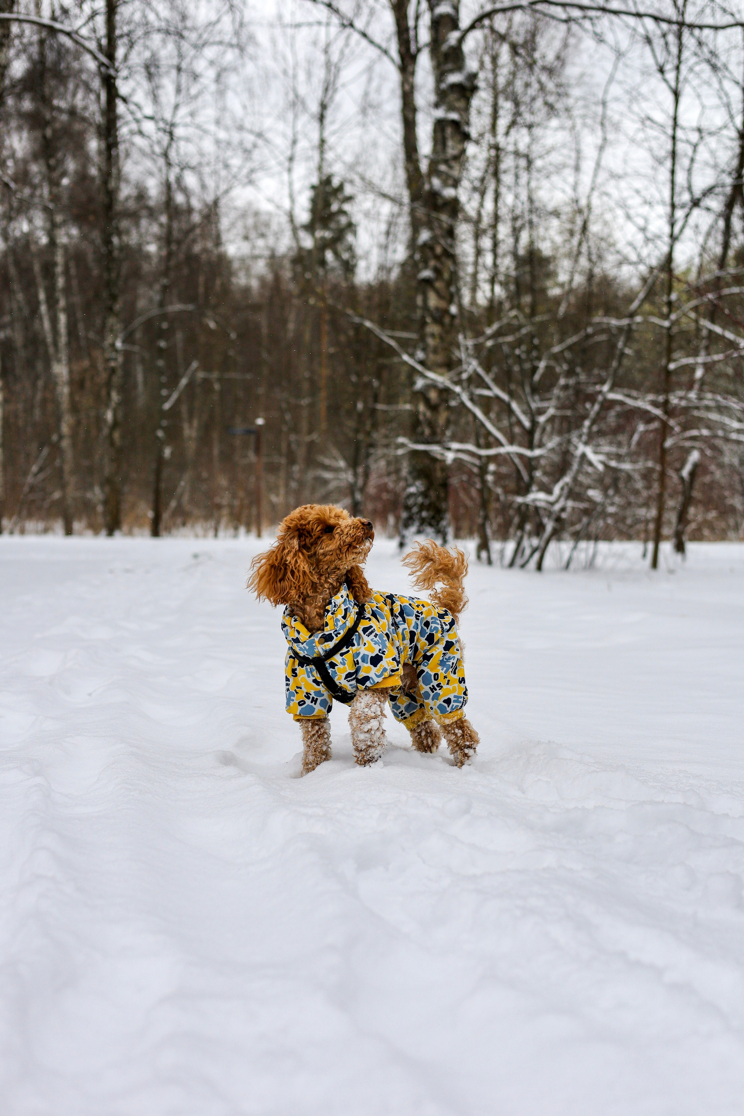 Муд и Леся. Фотограф-анималист Ксения Шевцова|Москва