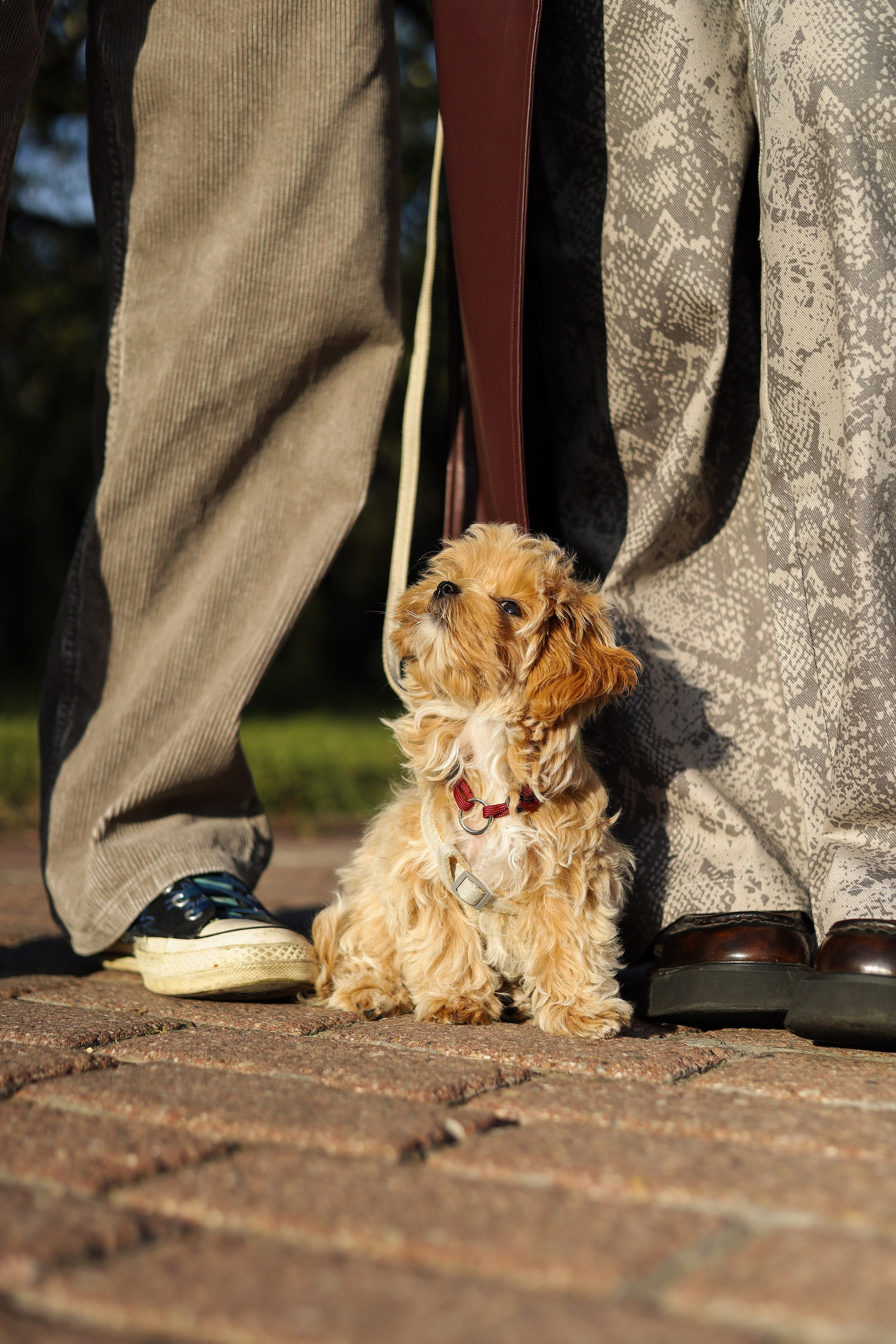 Лили, Роман и Анастасия. Фотограф-анималист Ксения Шевцова|Москва