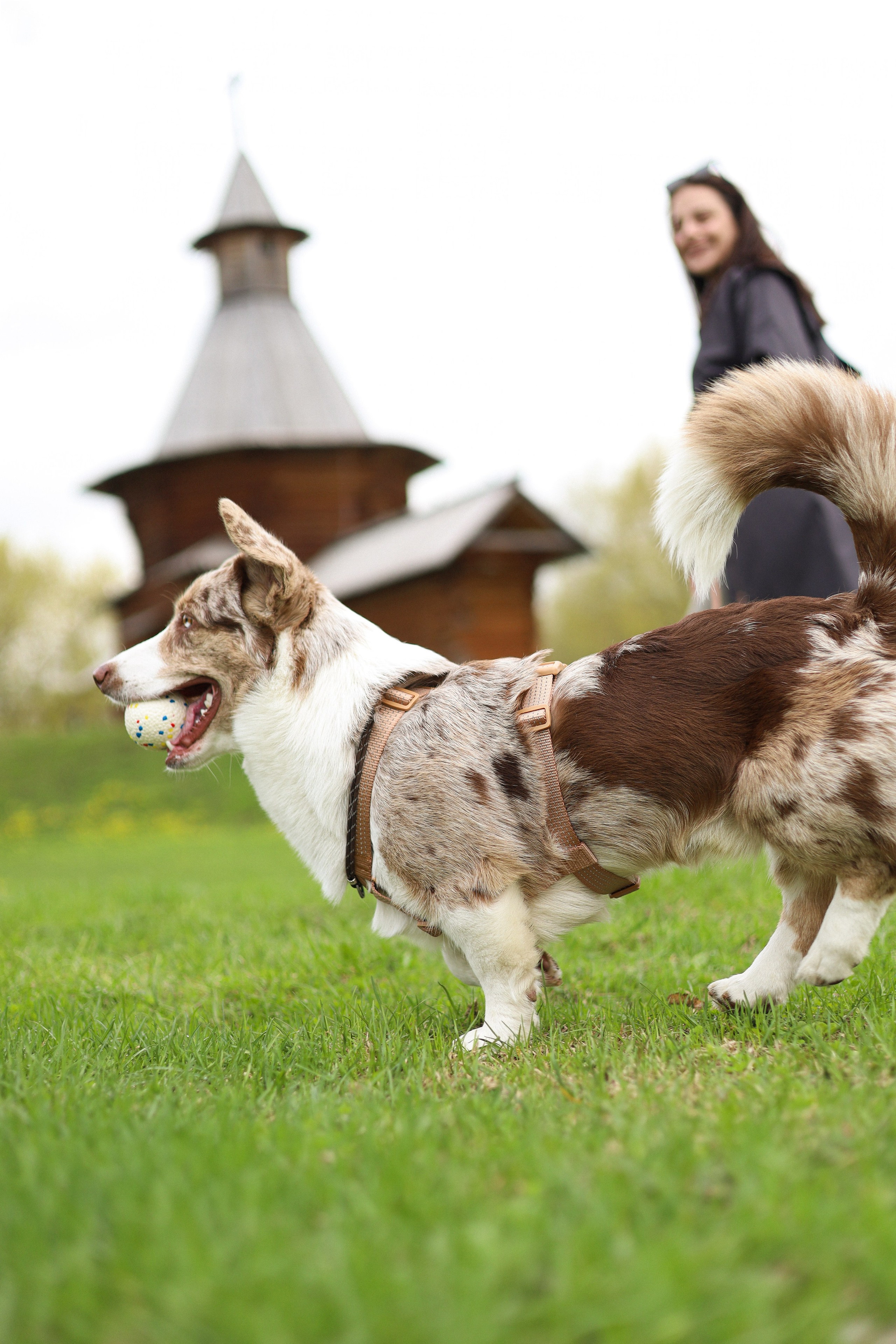 Анджей, Софья и Андрей. Фотограф-анималист Ксения Шевцова|Москва
