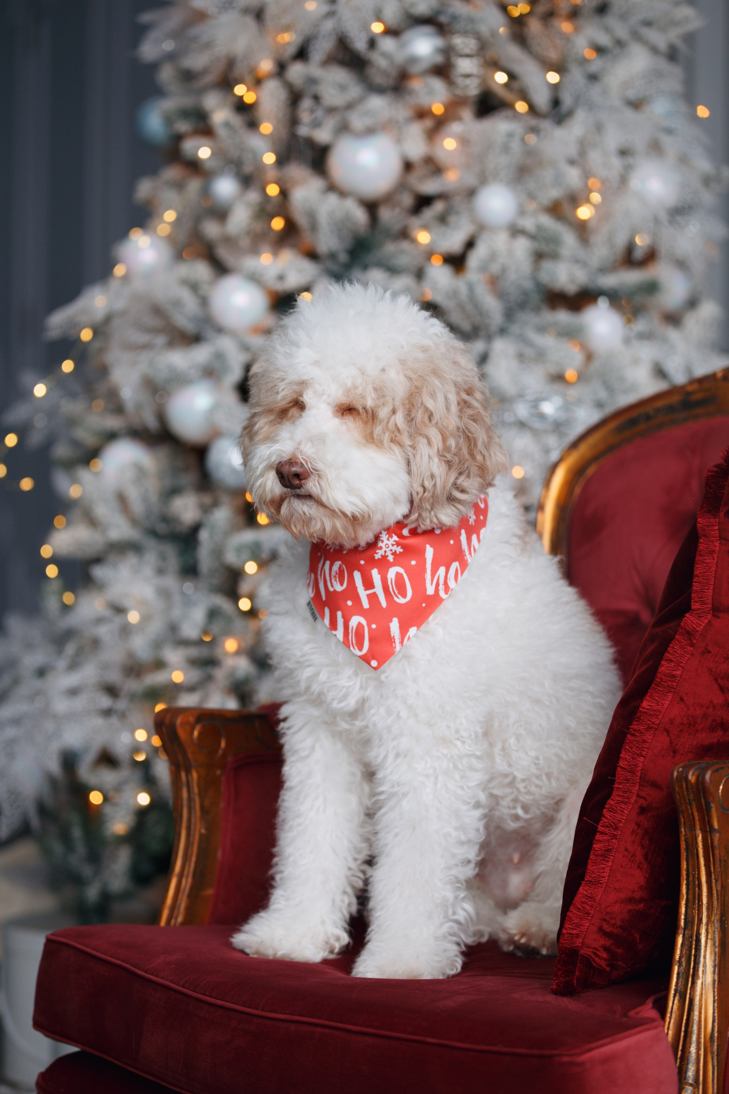 Bmbh лежанки и адресники. Фотограф анималист Кристина Карпова, Москва