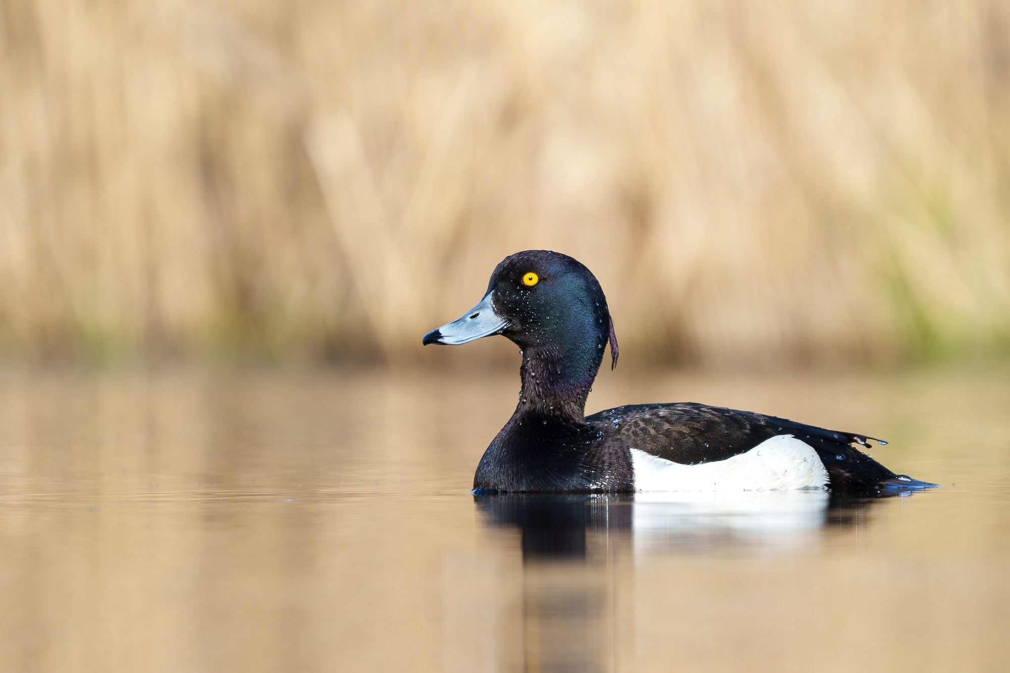 Удивительные мир птиц. Вокруг нас столько прекрасного — присмотритесь!. Ваш личный фотограф Марина Волкова