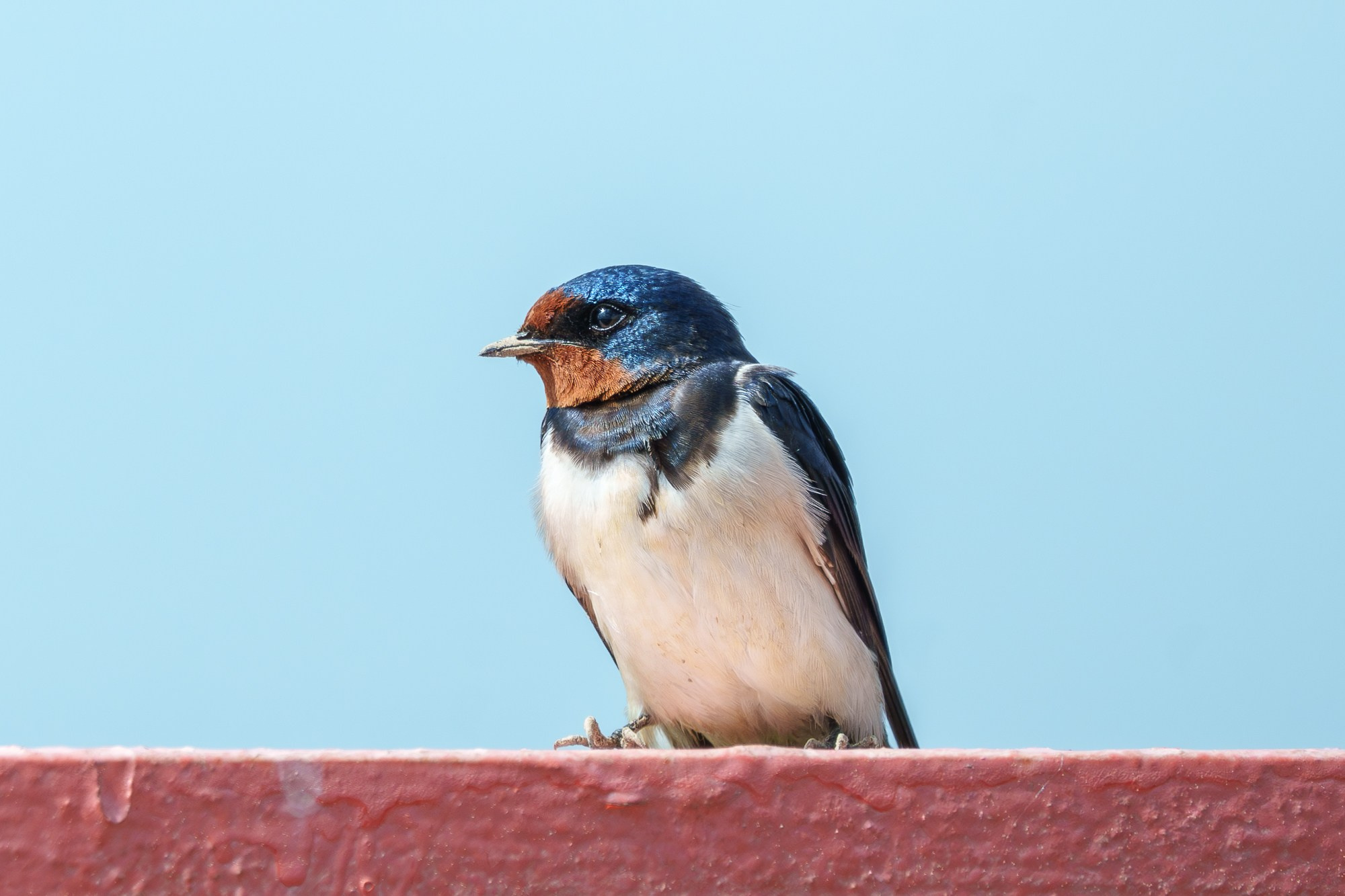 Удивительные мир птиц. Вокруг нас столько прекрасного — присмотритесь!. Ваш личный фотограф Марина Волкова