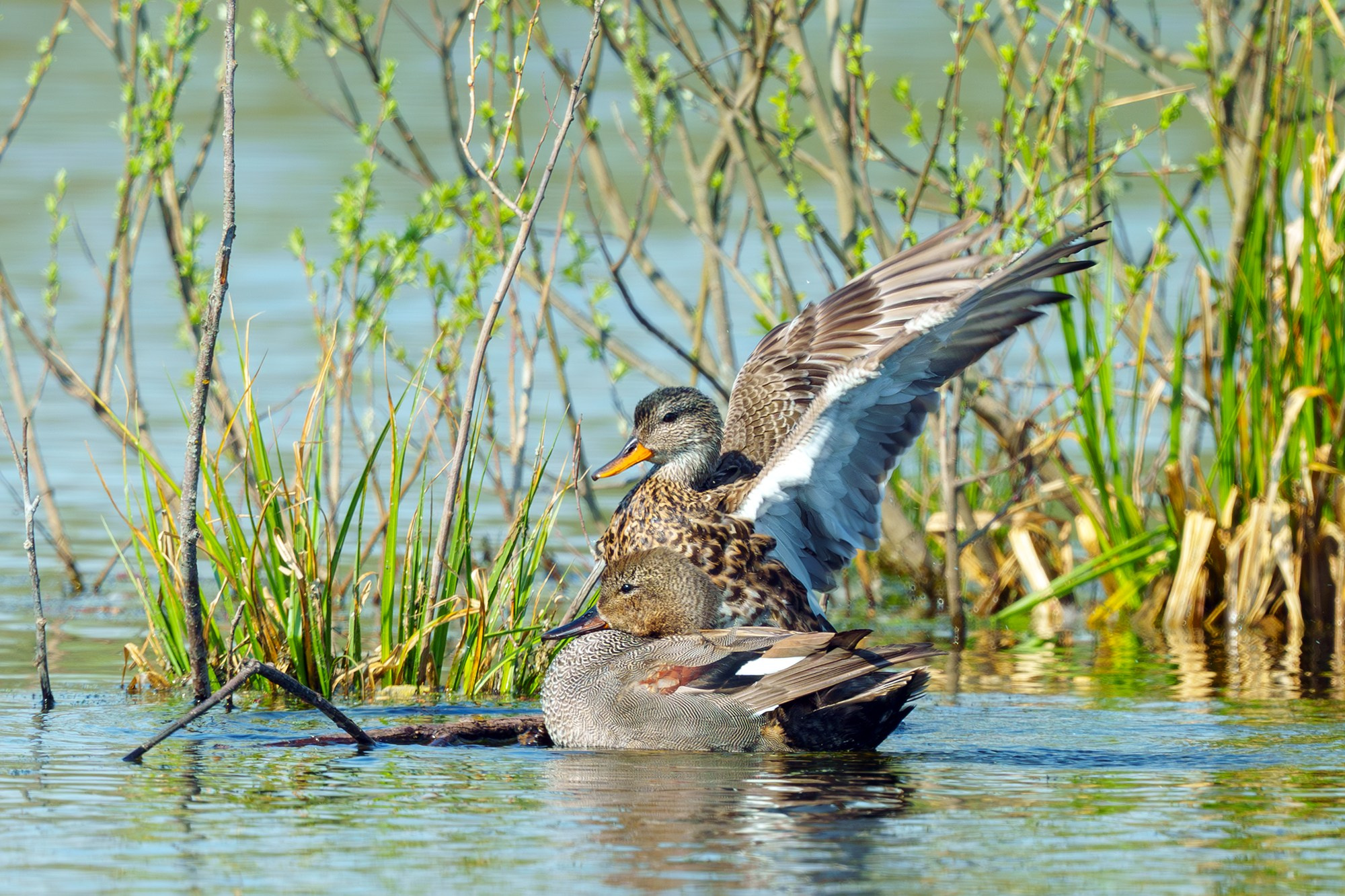 Удивительные мир птиц. Вокруг нас столько прекрасного — присмотритесь!. Ваш личный фотограф Марина Волкова