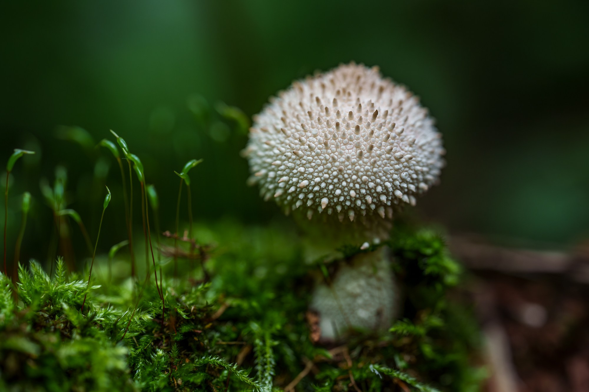 Цветы. Ваш личный фотограф Марина Волкова
