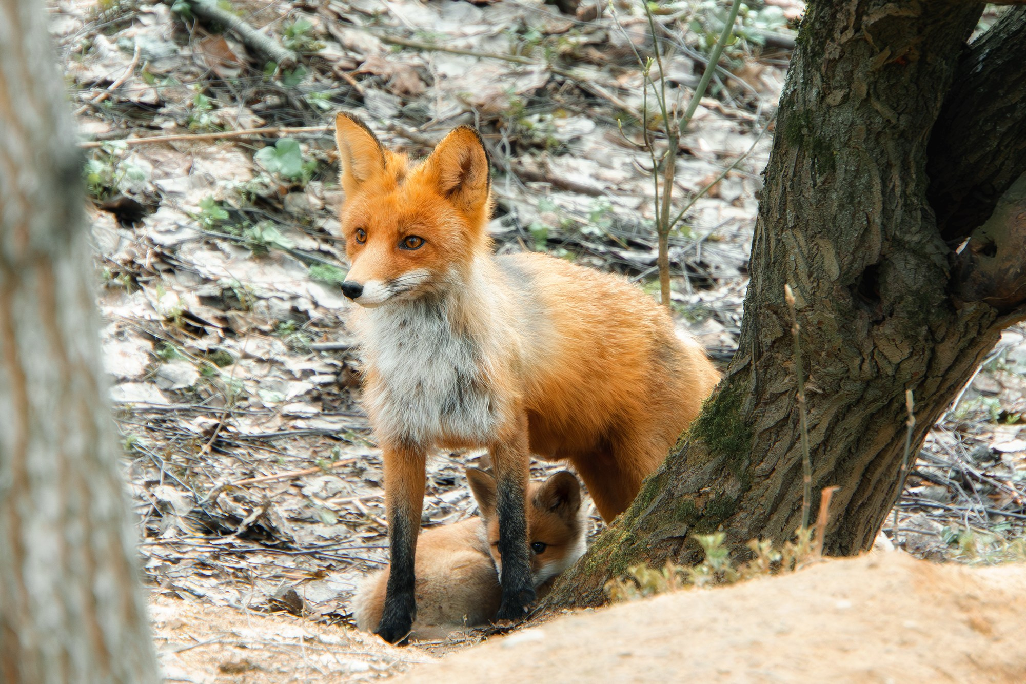 Животные. Ваш личный фотограф Марина Волкова