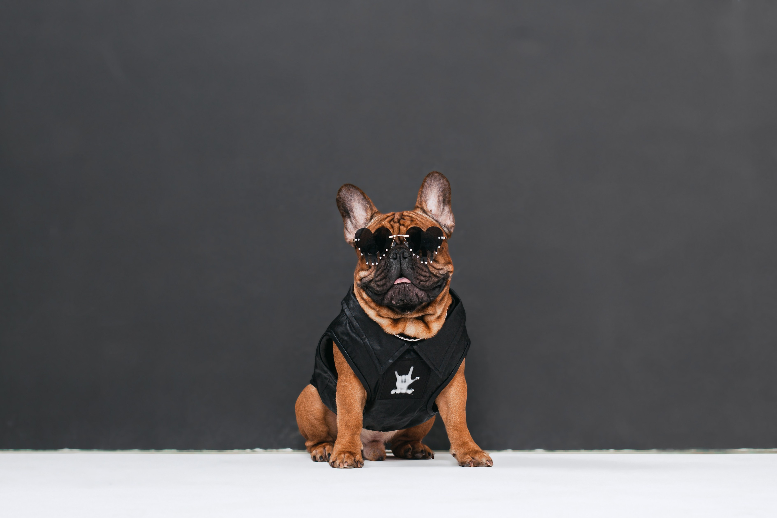 Пижамная вечеринка французских бульдогов и их хозяев. Фотограф-анималист Татьяна Степанова