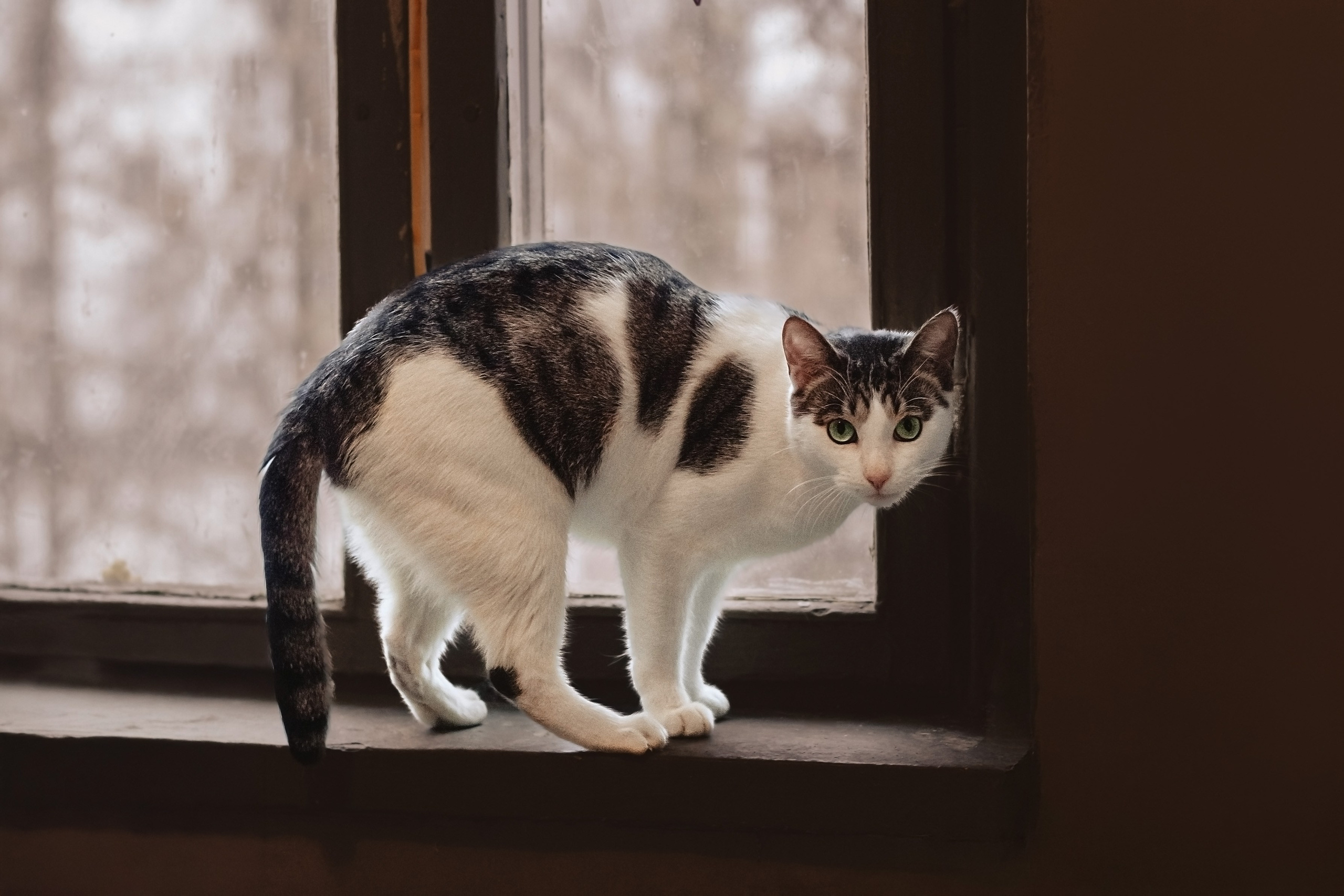 Кошки в поиске дома 2025. Фотограф-анималист Татьяна Степанова