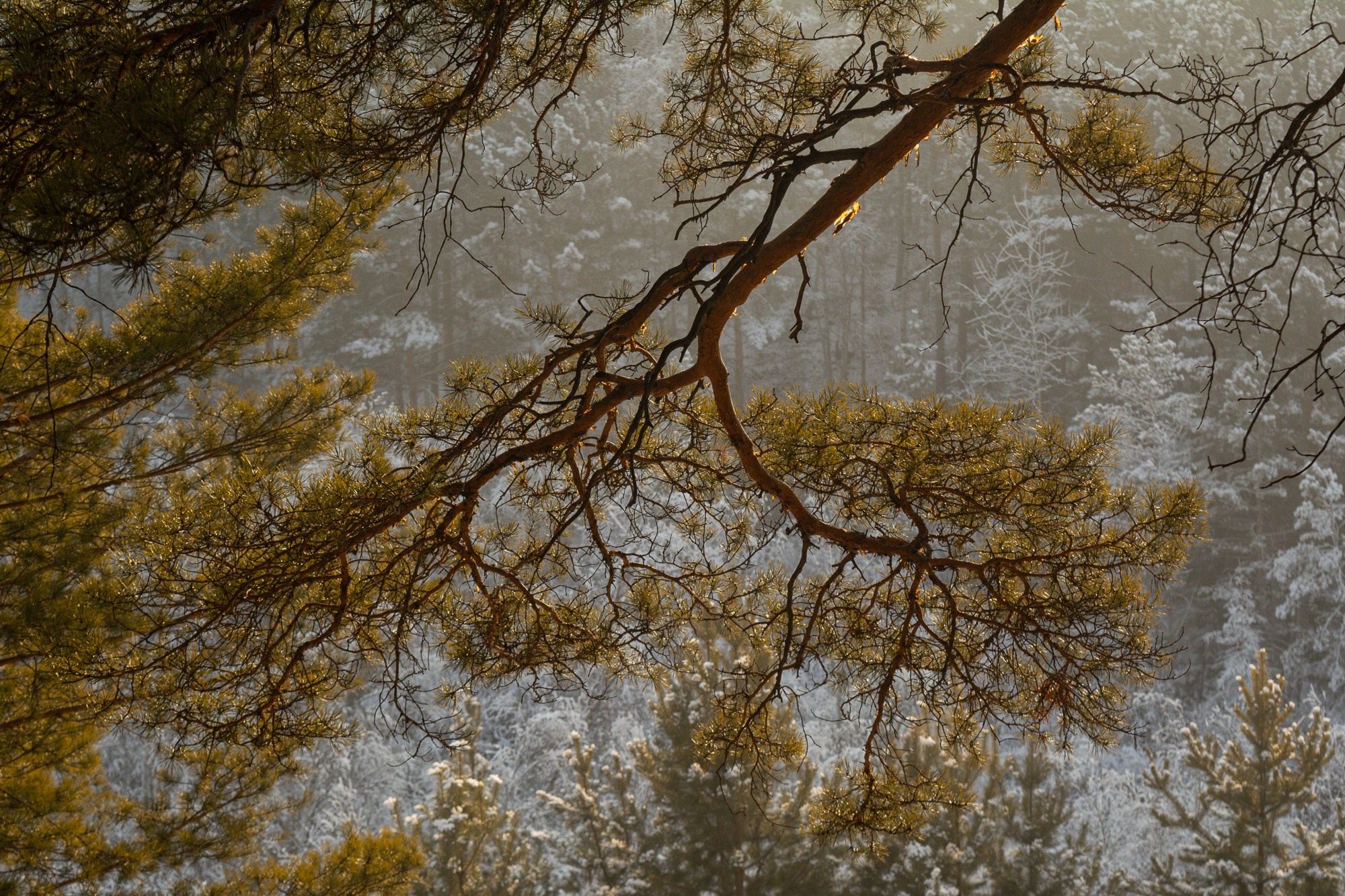 Разное. Репортажный фотограф г. Чита