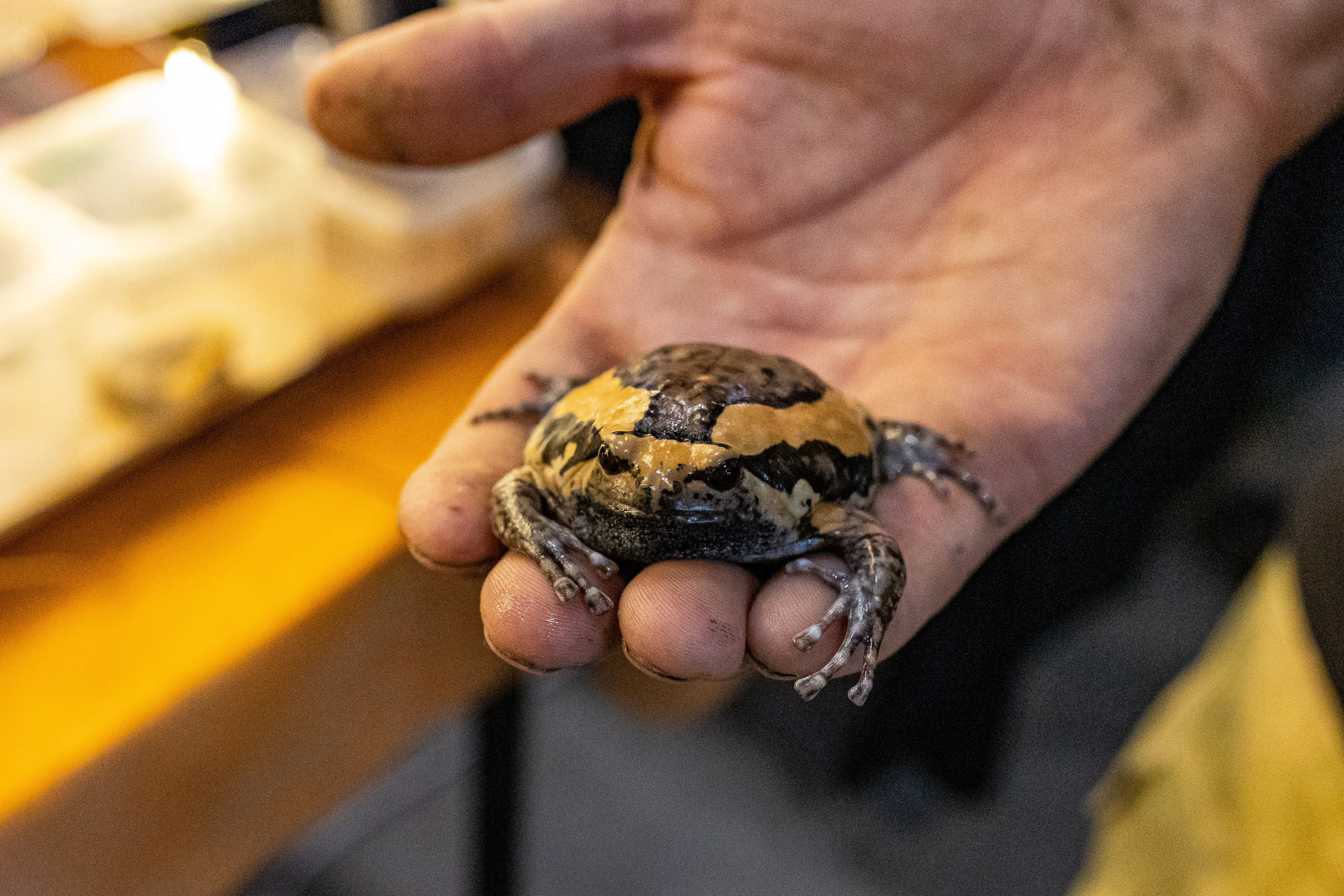 Рептилиум 2024. Александра Куликова фотограф, Москва