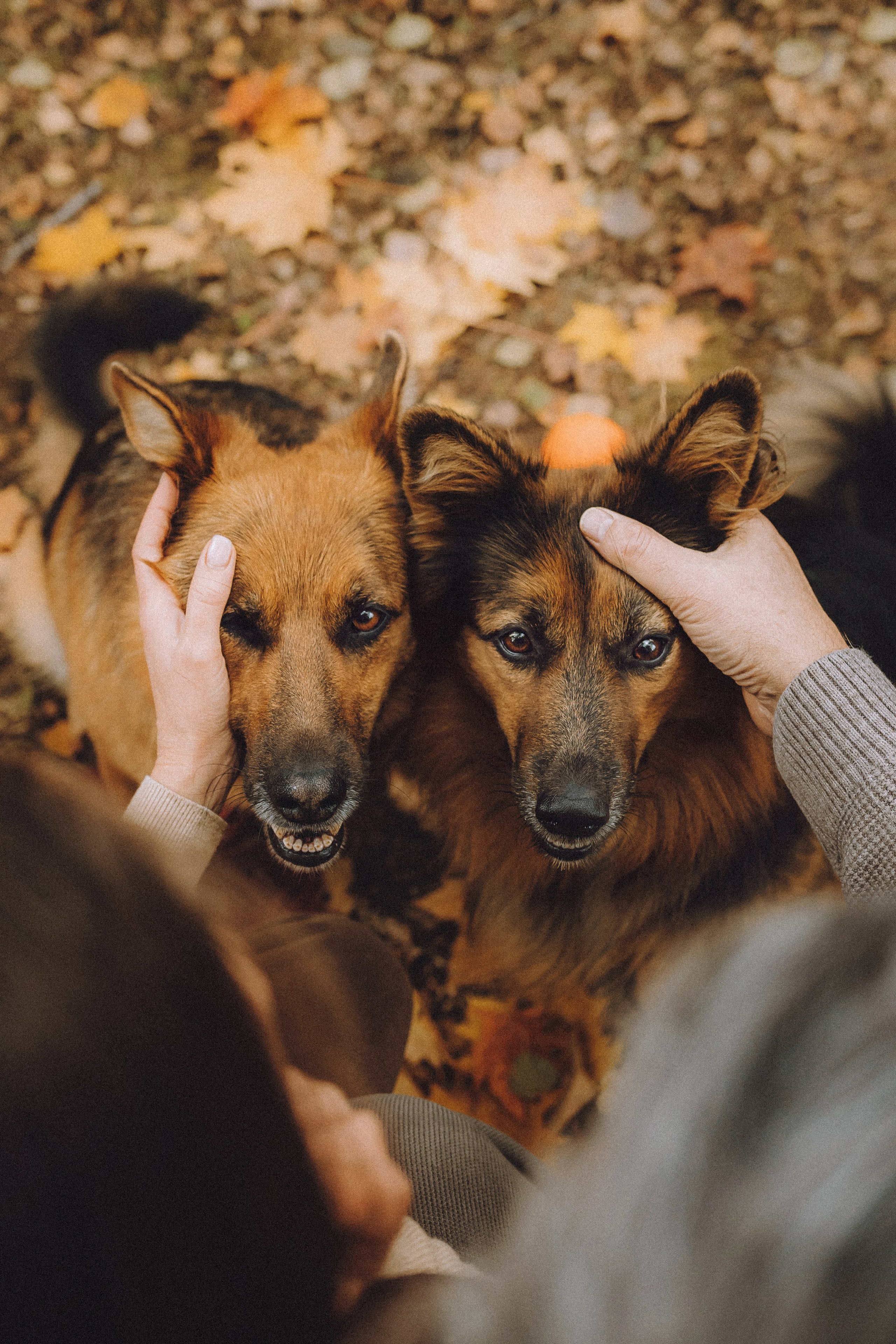 Хлоя, Герда и их семья