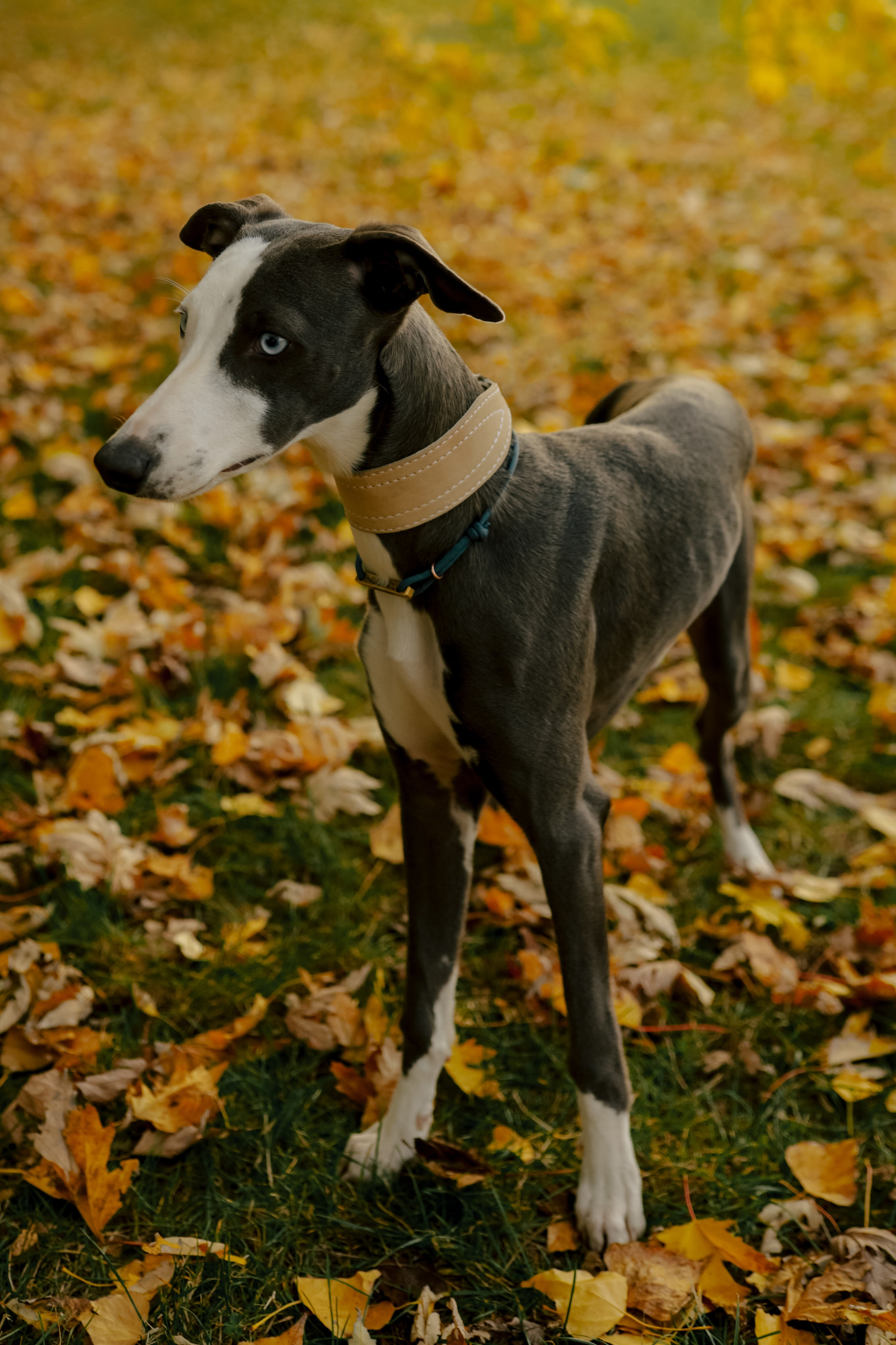 Первая осень Йотуна. Свадебный и семейный фотограф в Варшаве
