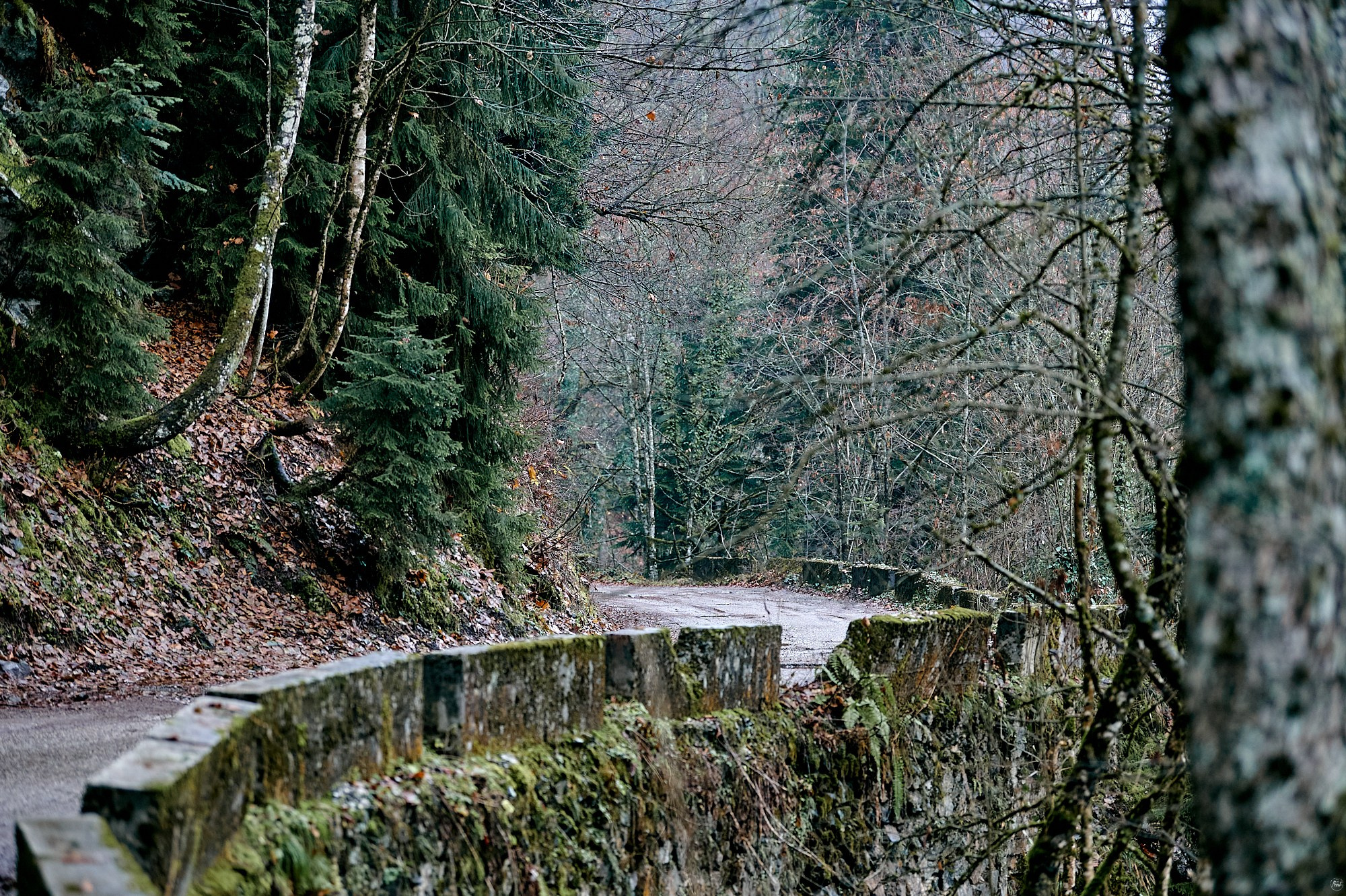 Озеро Рица, Абхазия. Декабрь 2024. Фотографии отовсюду и обо всем