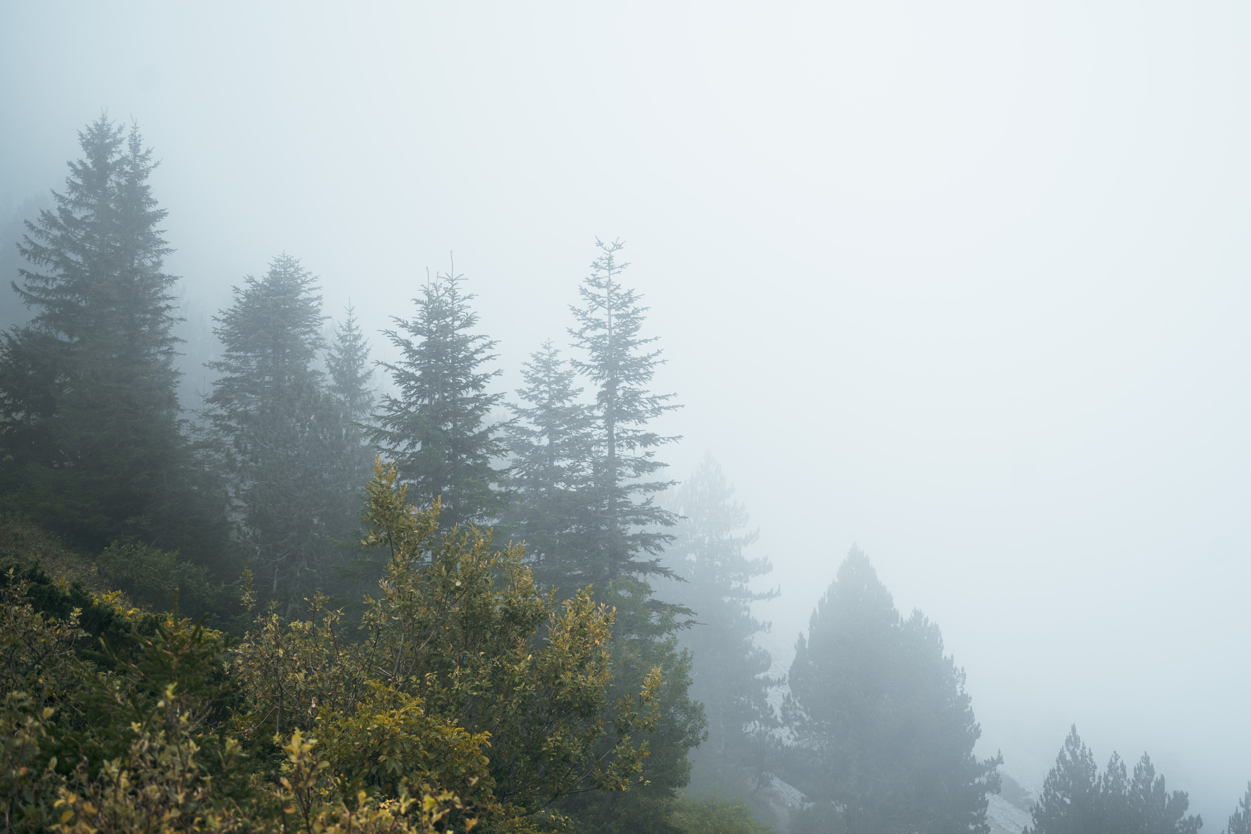 ГОРЫ КОМОВИ. ЧЕРНОГОРИЯ. Фотограф в Белграде Чугреева Елена