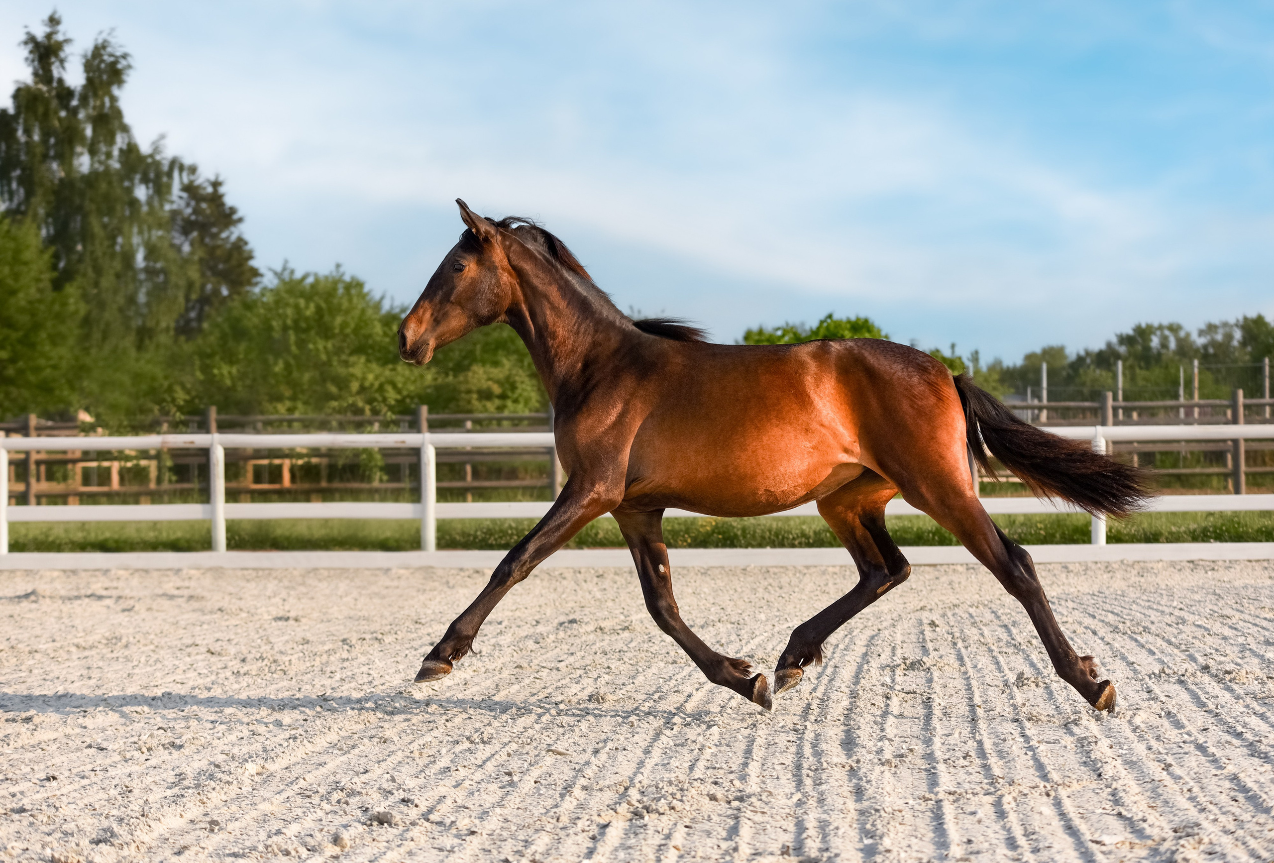 Лошади на свободе, съемка лошадей, экстерьерная съемка, фотосессия
