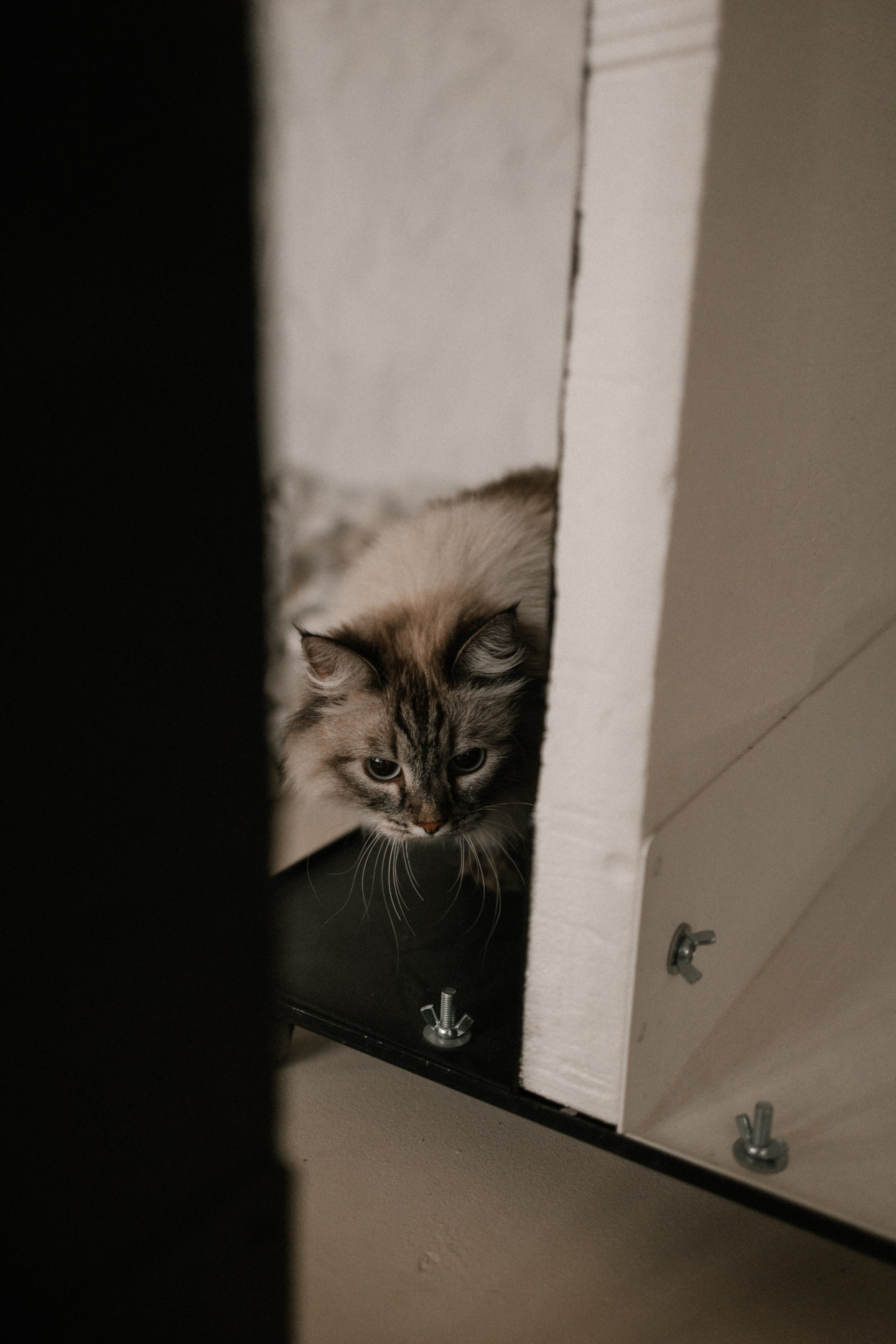 Камилла и ее девочки. Фотограф — Анималист | Санкт-Петербург