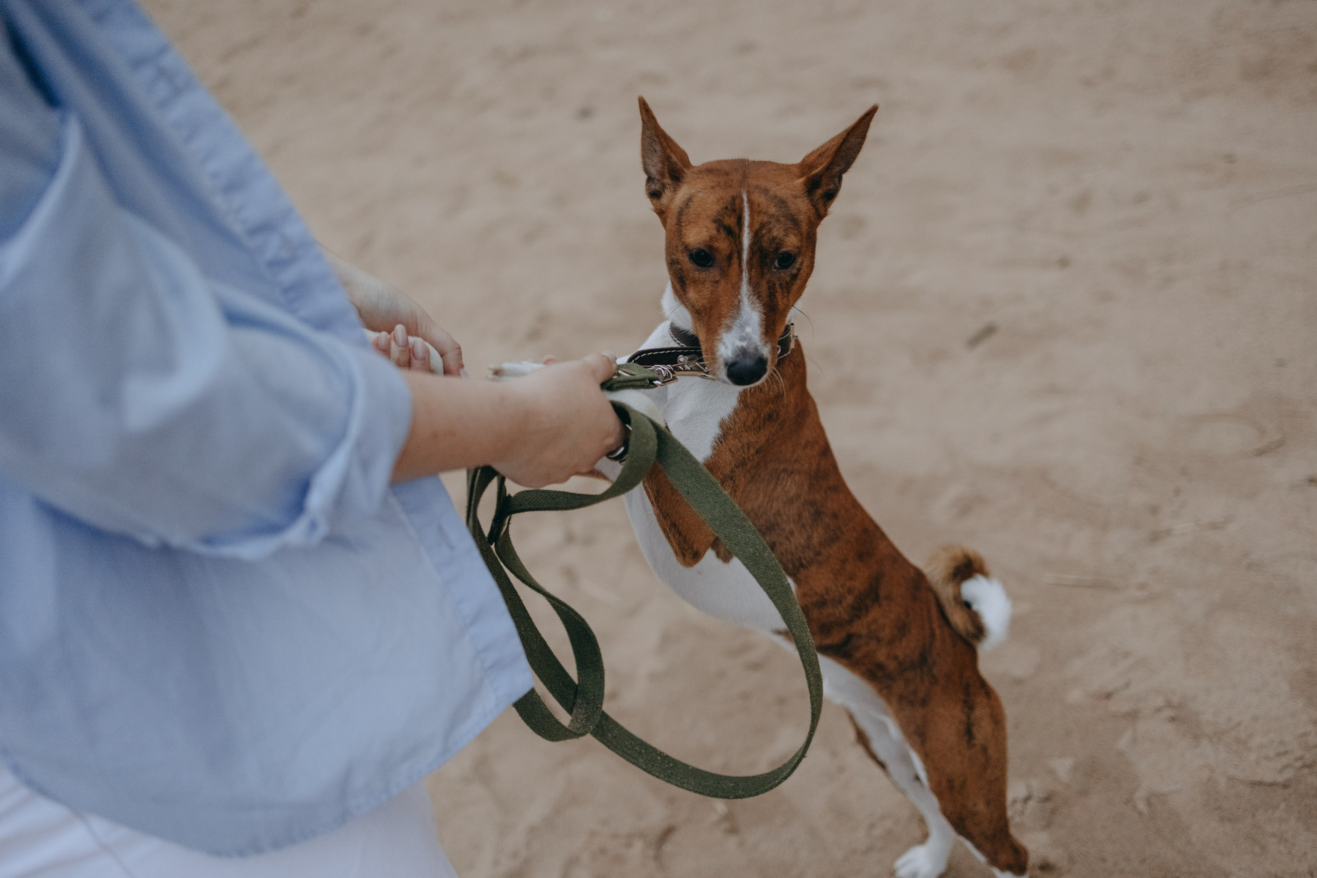 Даша и Арчи. Фотограф — Анималист | Санкт-Петербург