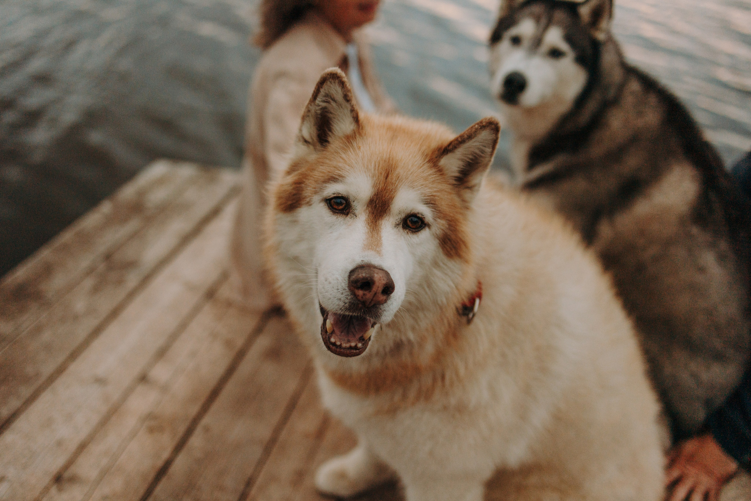 Дом у реки. Фотограф — Анималист | Санкт-Петербург