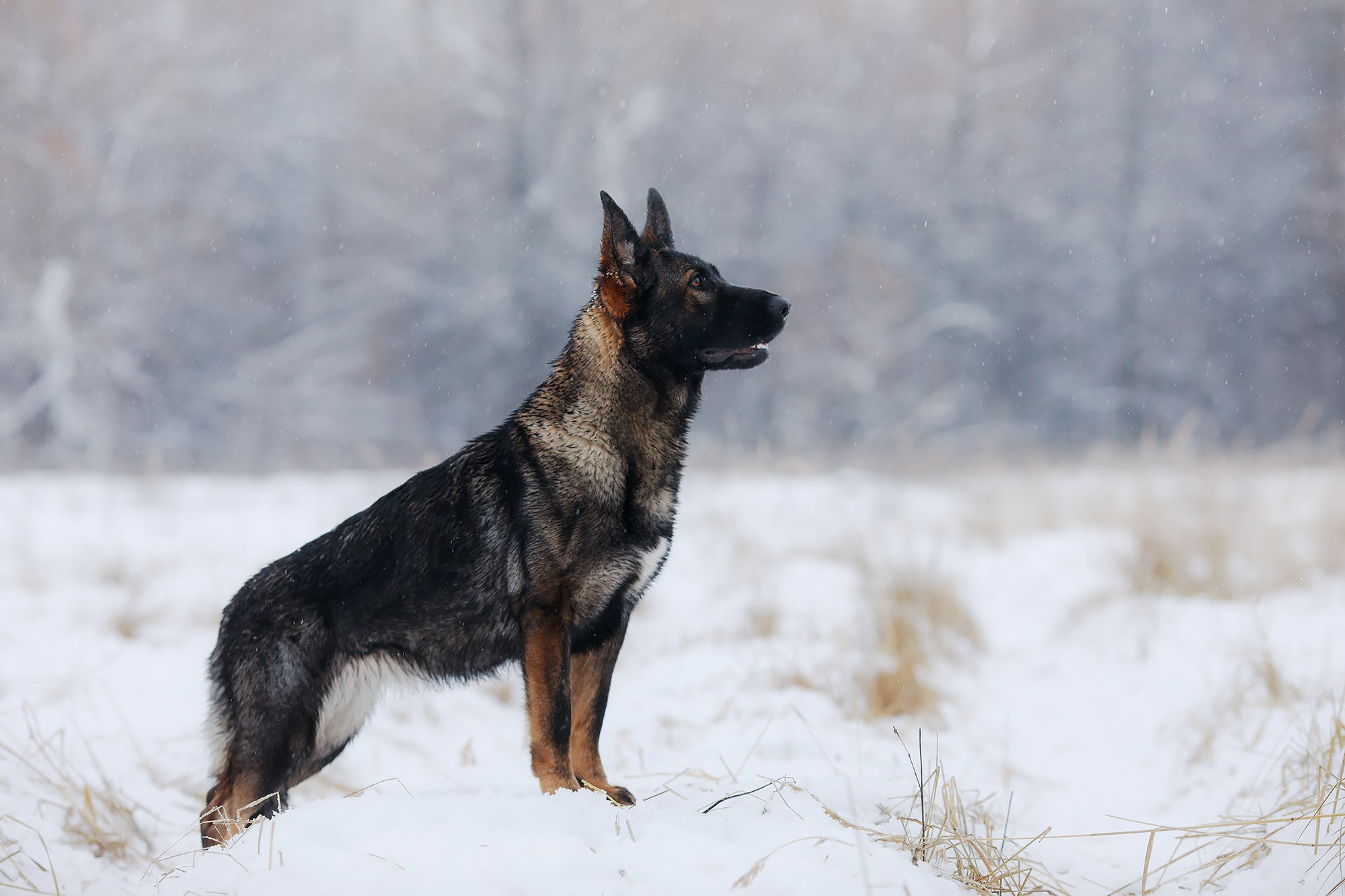 Зимние портреты. Фотограф-анималист Mary Mart — Москва, Питер