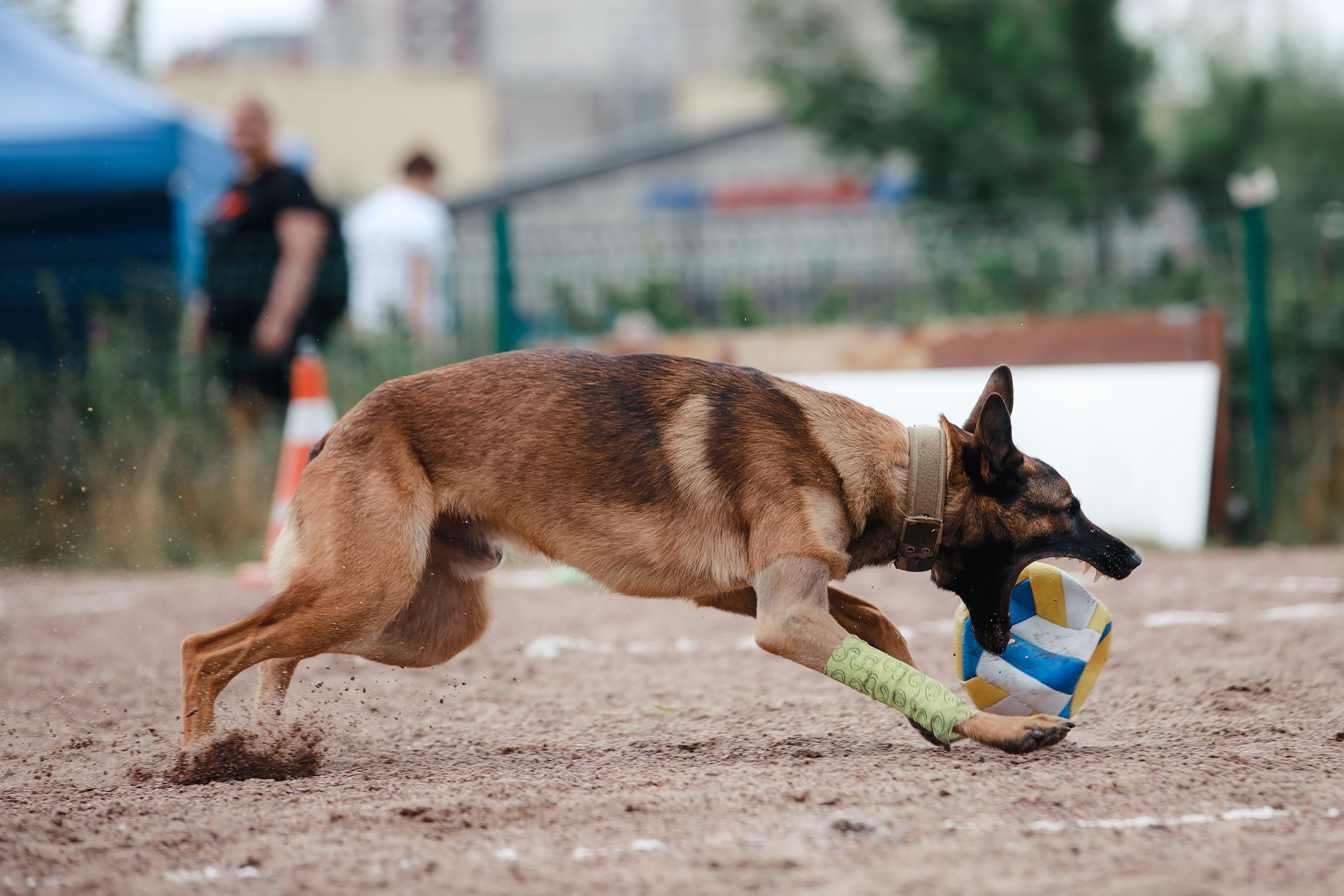Питч&Гоу + веселые старты. Фотограф-анималист Mary Mart — Москва, Питер
