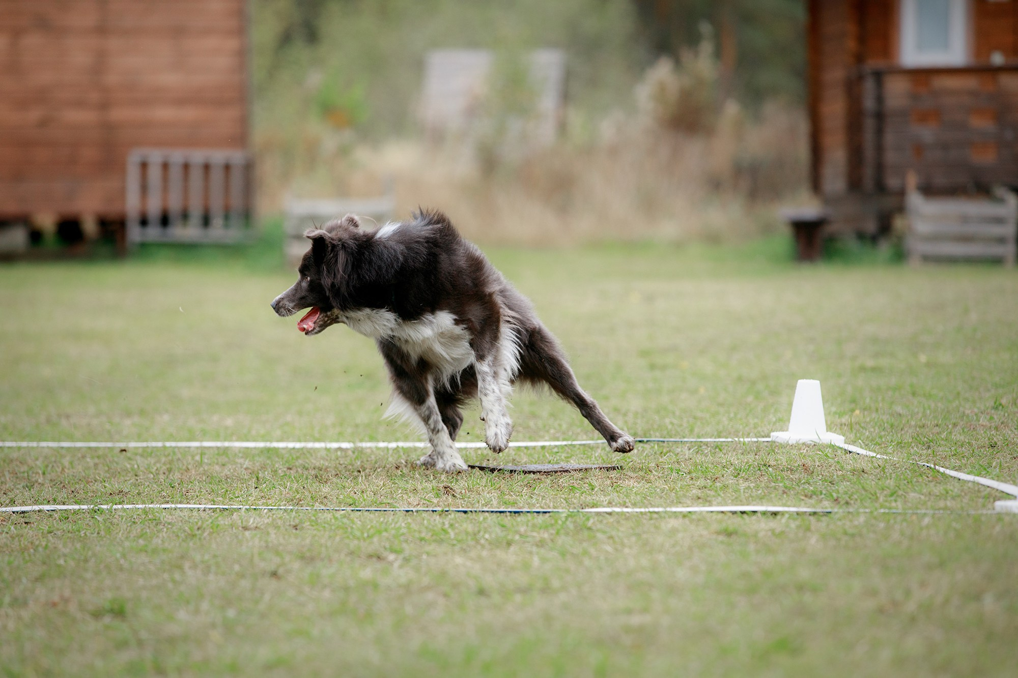 Лагерь по ОБД с Инной Баженовой. Фотограф-анималист Mary Mart — Москва, Питер