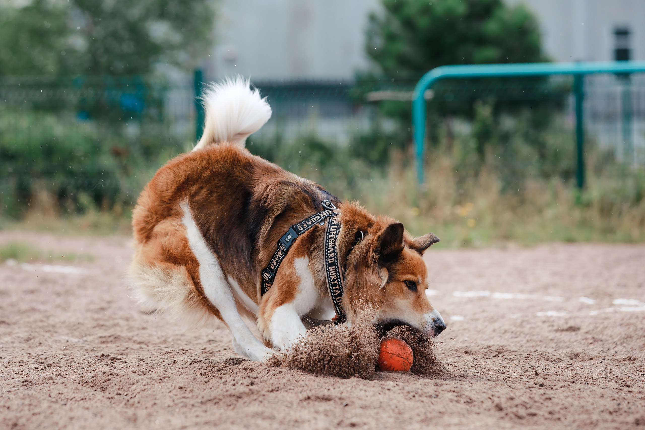 Питч&Гоу + веселые старты. Фотограф-анималист Mary Mart — Москва, Питер