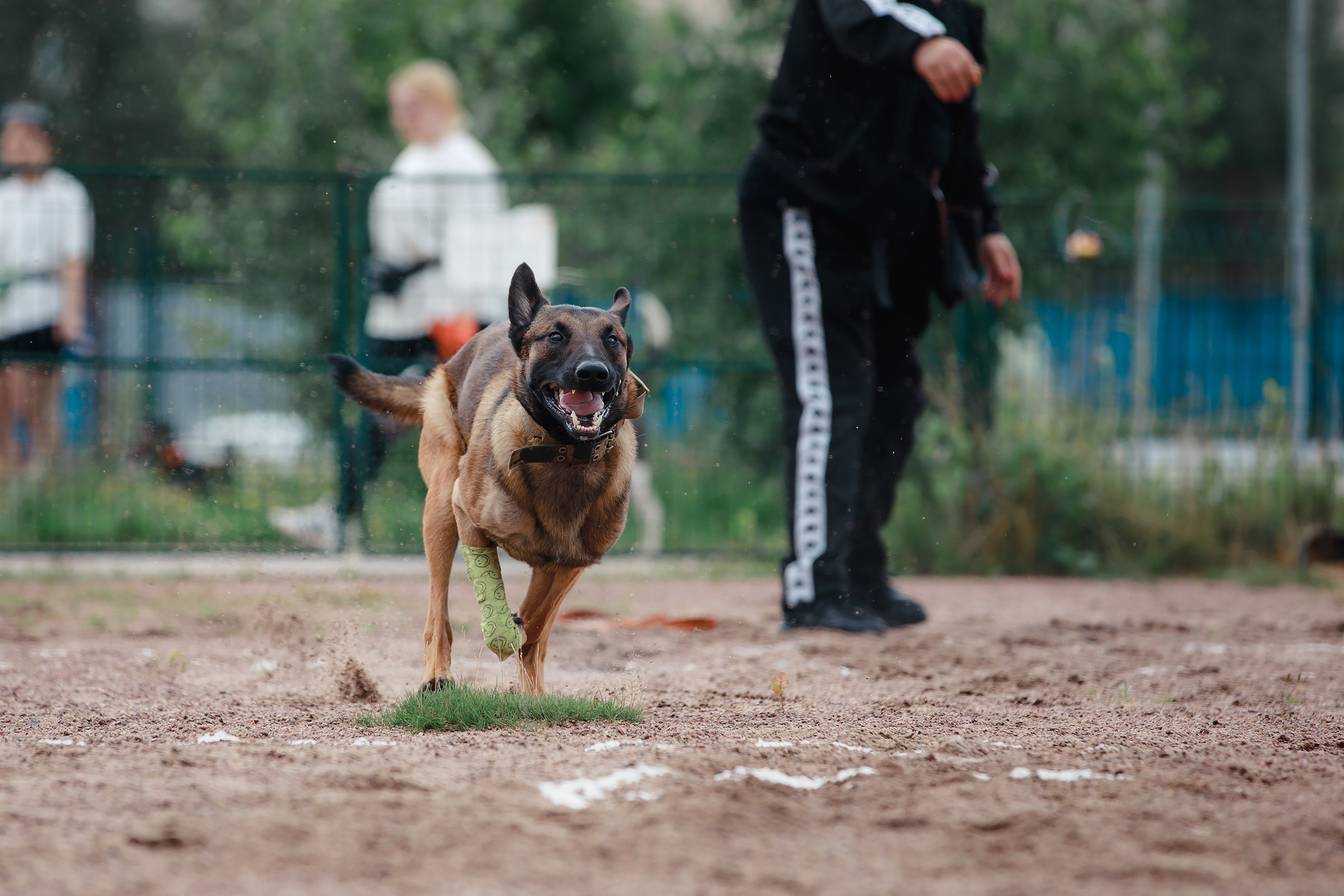 Питч&Гоу + веселые старты. Фотограф-анималист Mary Mart — Москва, Питер