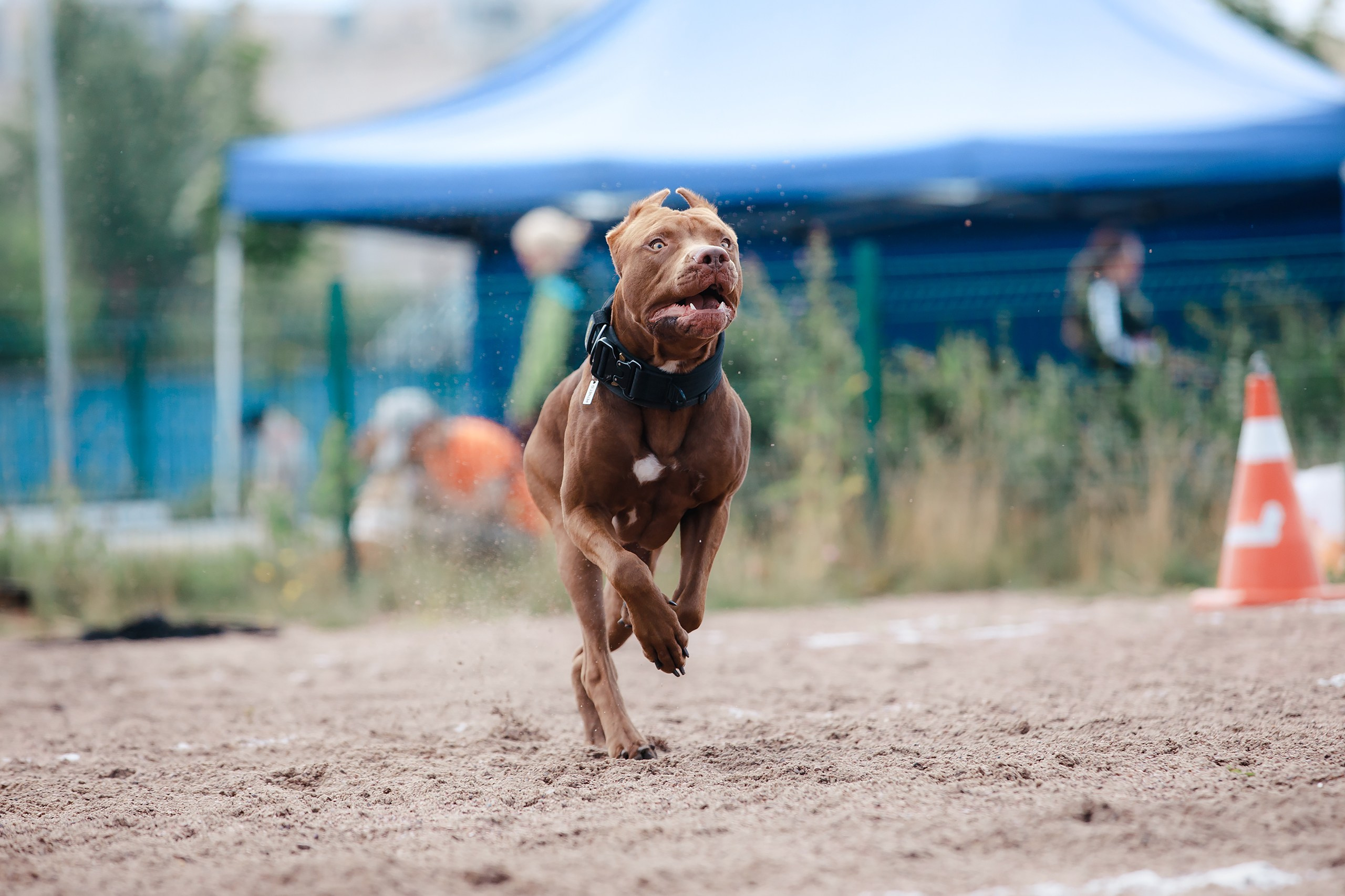 Питч&Гоу + веселые старты. Фотограф-анималист Mary Mart — Москва, Питер