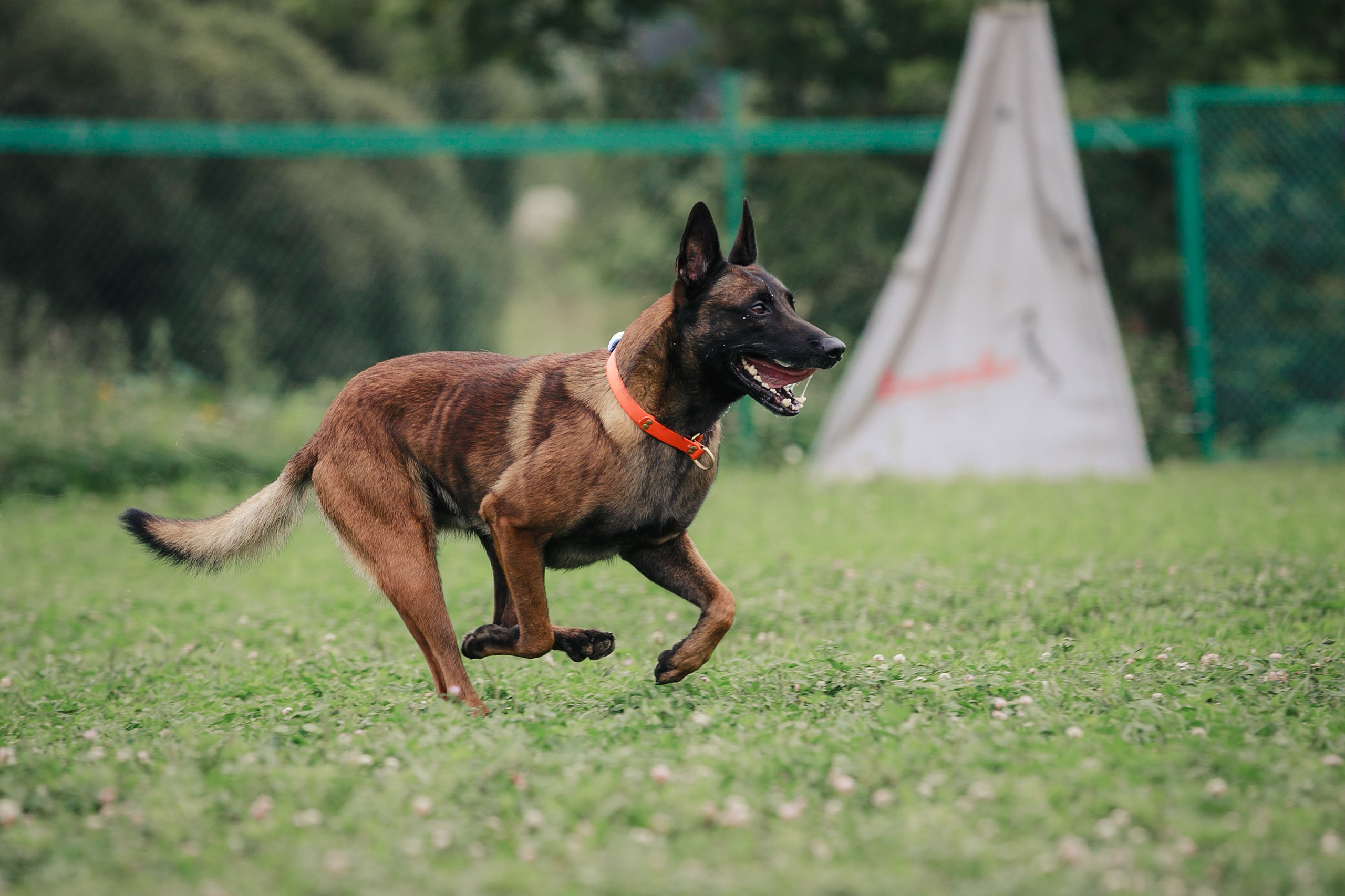 Мондьоринг М1, М2, М3, Вологда. Фотограф-анималист Mary Mart — Москва, Питер