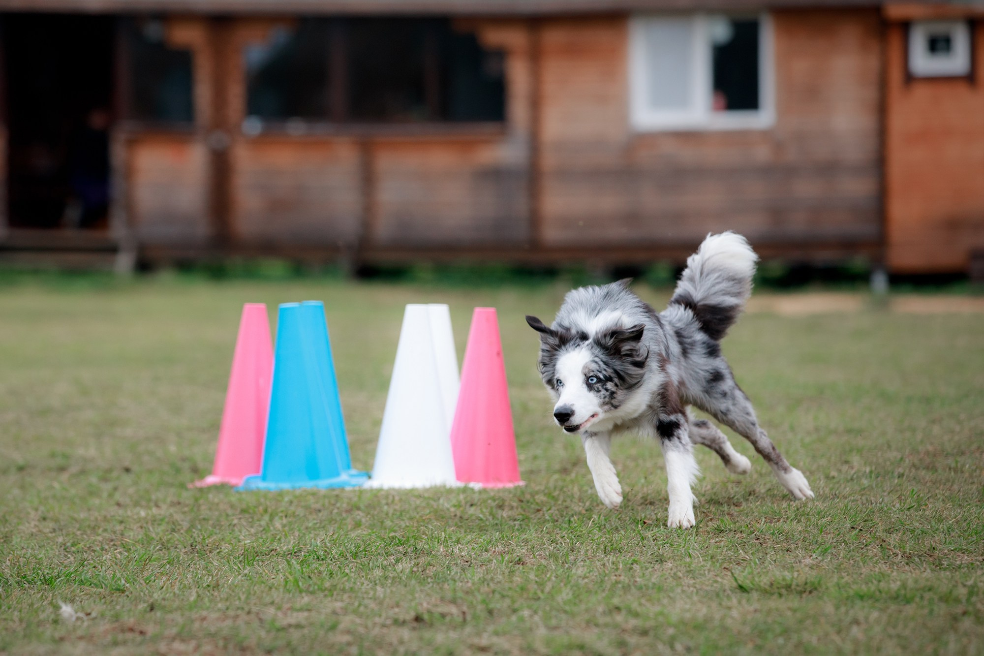 Лагерь по ОБД с Инной Баженовой. Фотограф-анималист Mary Mart — Москва, Питер