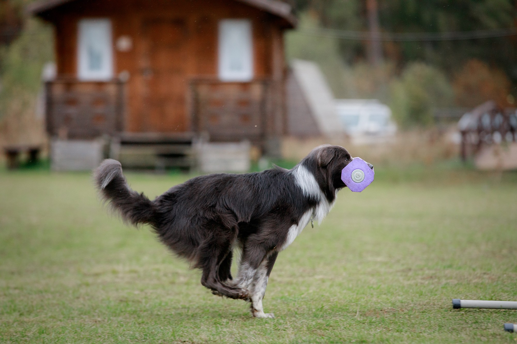 Лагерь по ОБД с Инной Баженовой. Фотограф-анималист Mary Mart — Москва, Питер