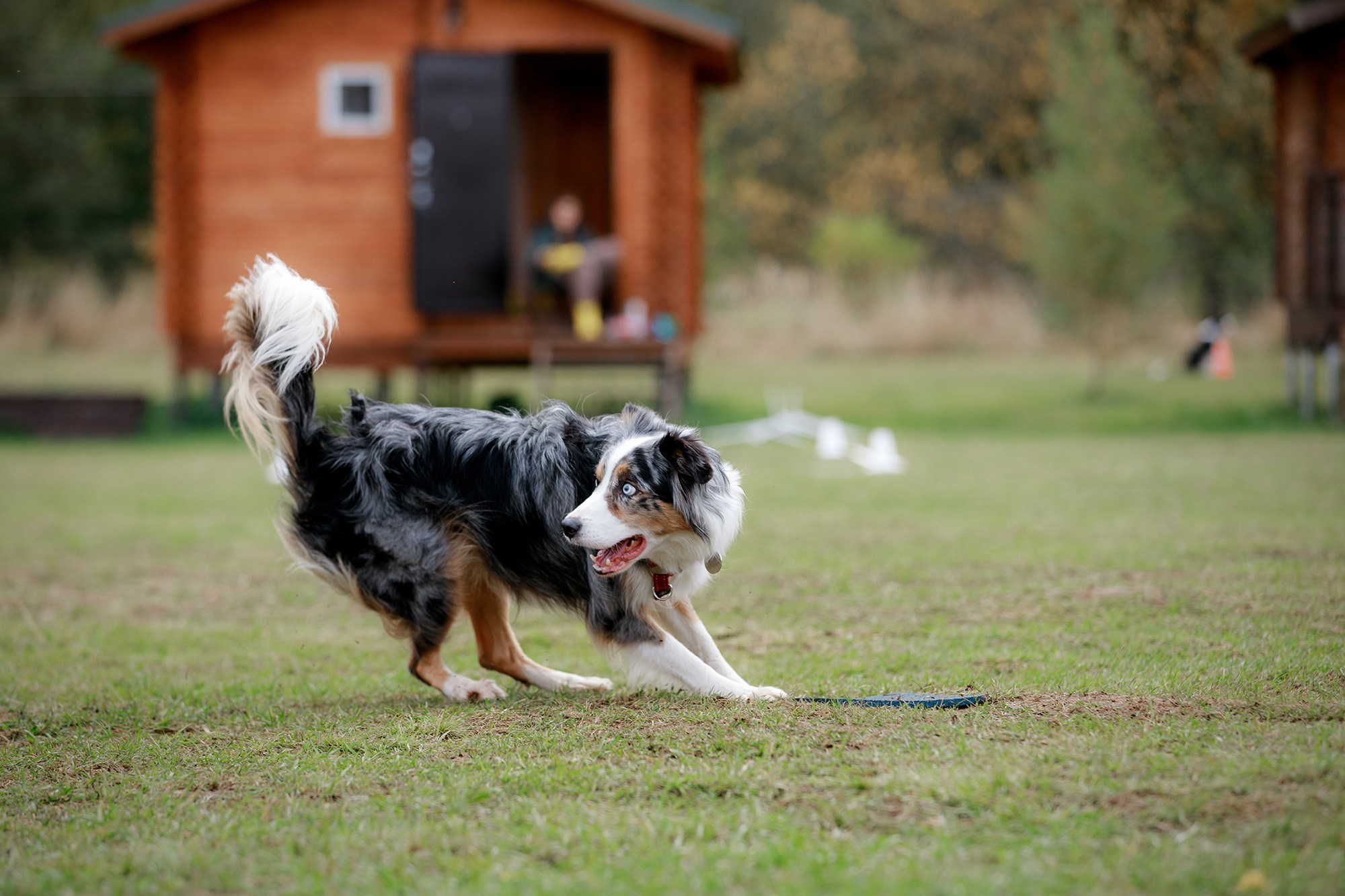 Лагерь по ОБД с Инной Баженовой. Фотограф-анималист Mary Mart — Москва, Питер