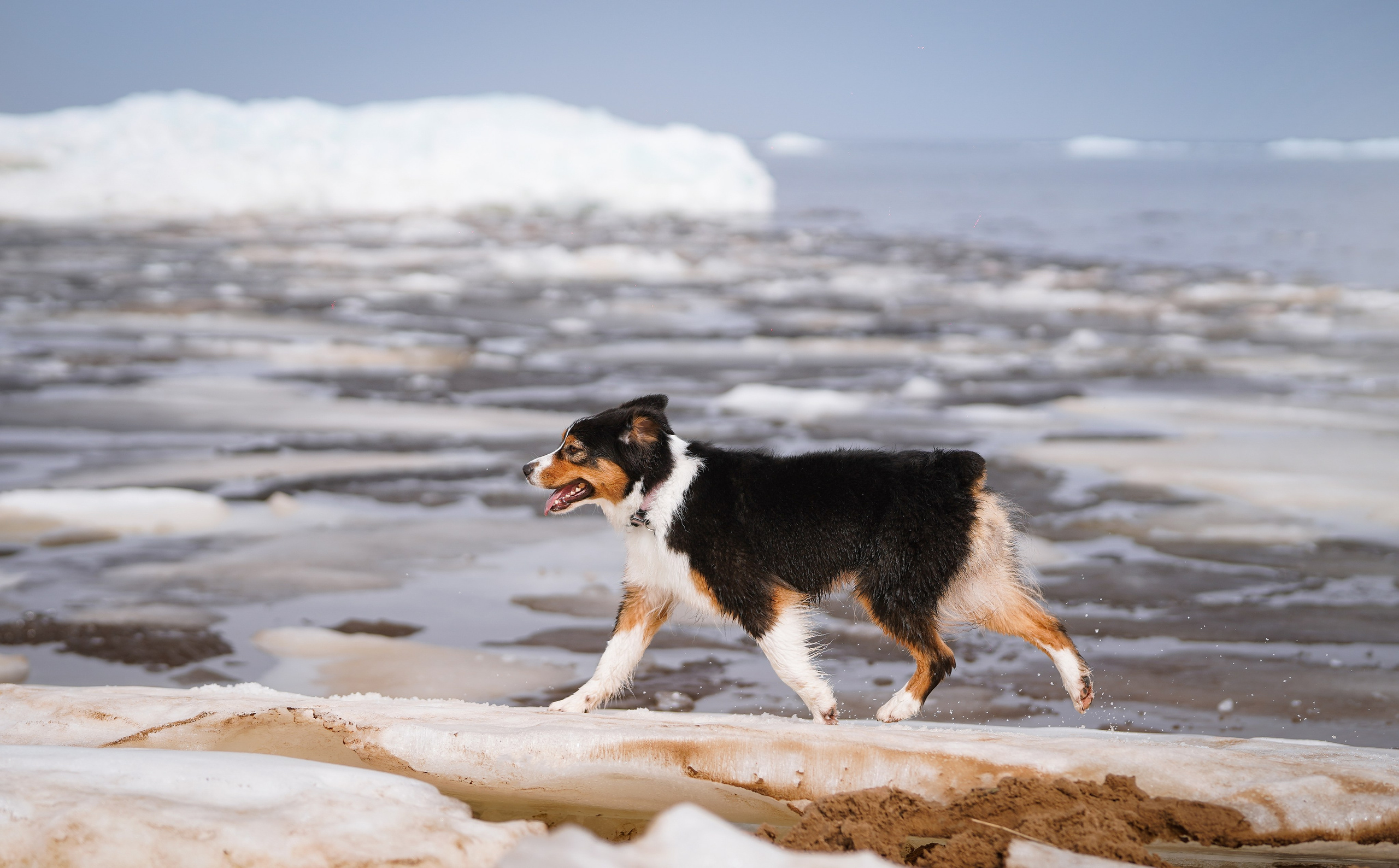 Аусси на Ладоге. Фотограф-анималист в Санкт-Петербурге Яна Мартынова