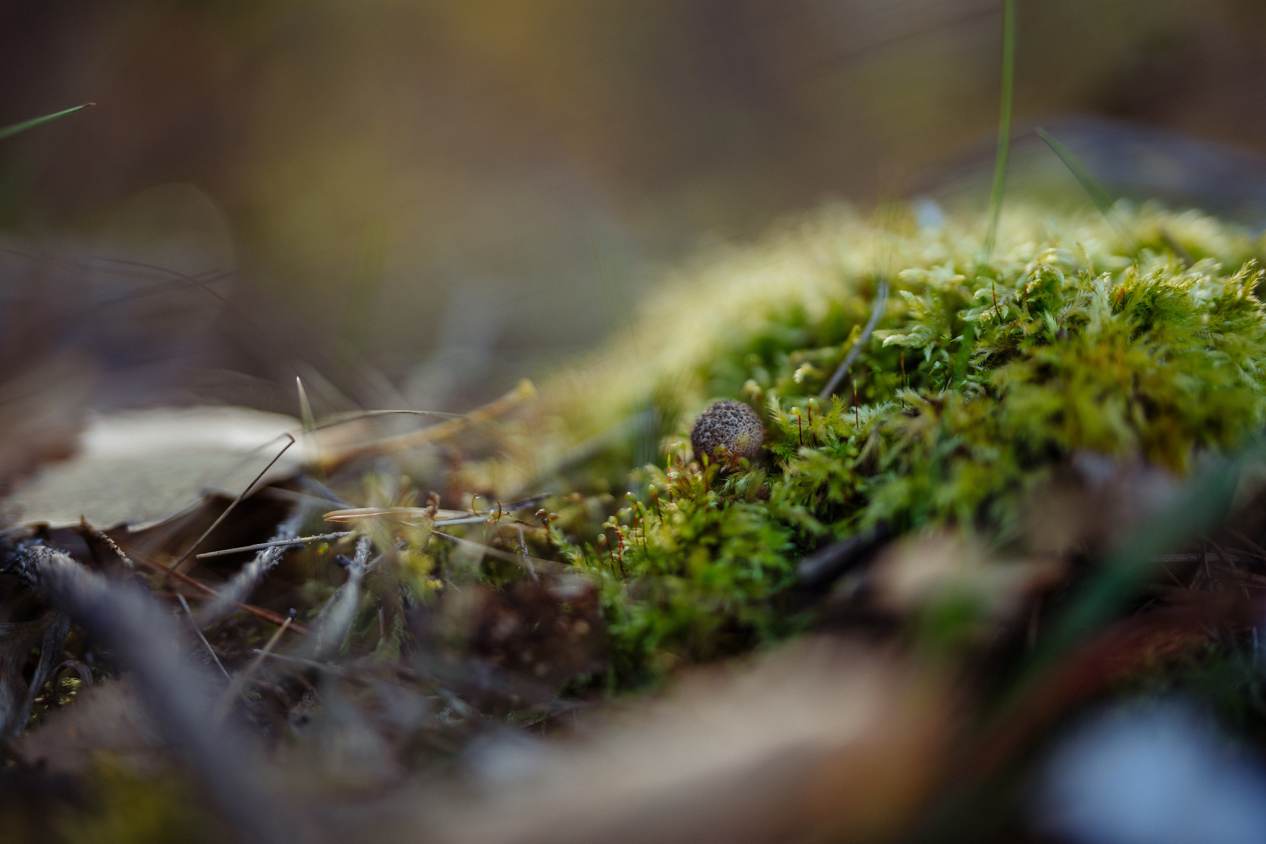 СБЕР · ЭКА · Посадка сеянцев. Владимир Вершинин, тот самый свадебный видеограф