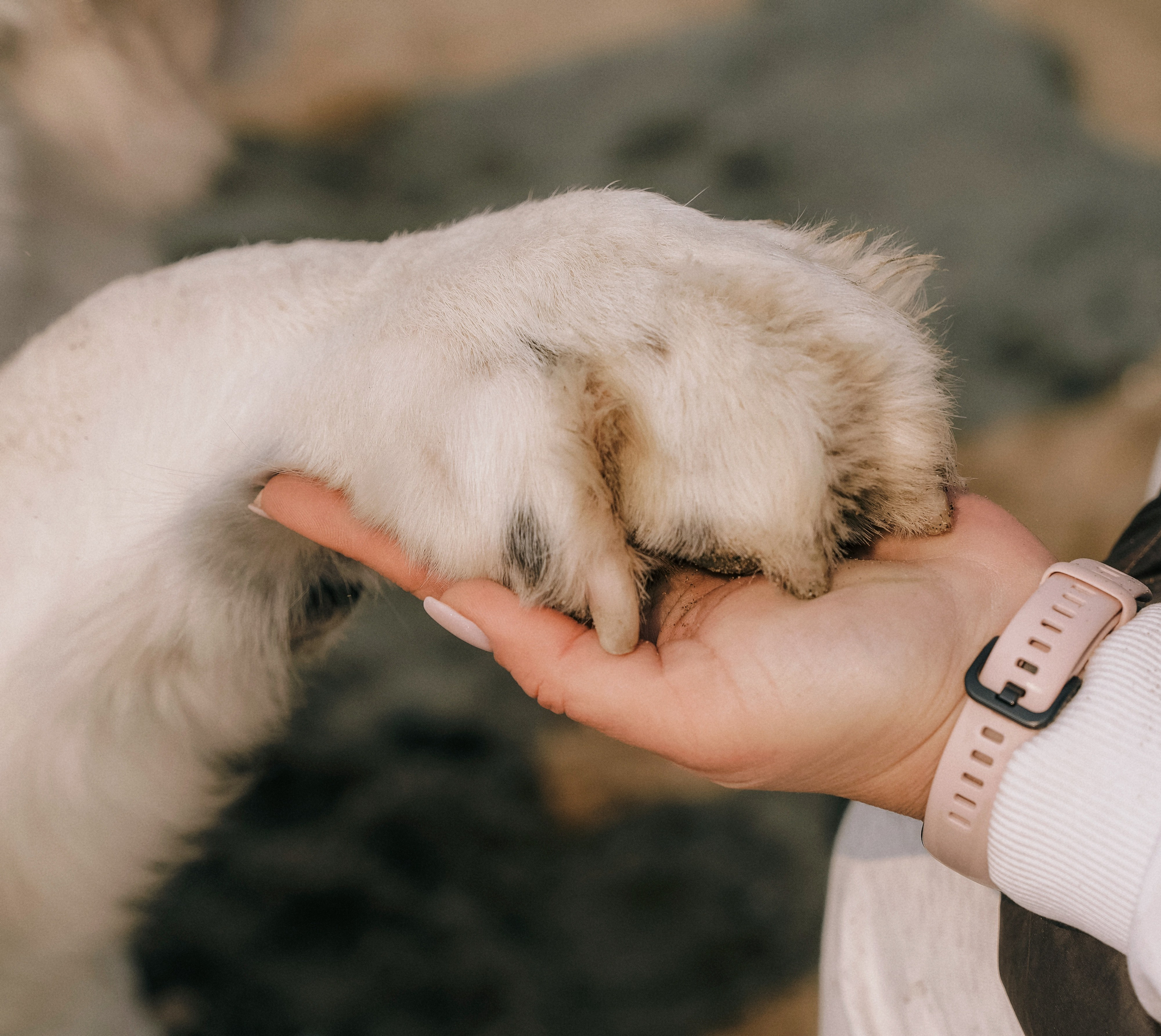 Мария и Чак. Семейный фотограф анималист г. Находка