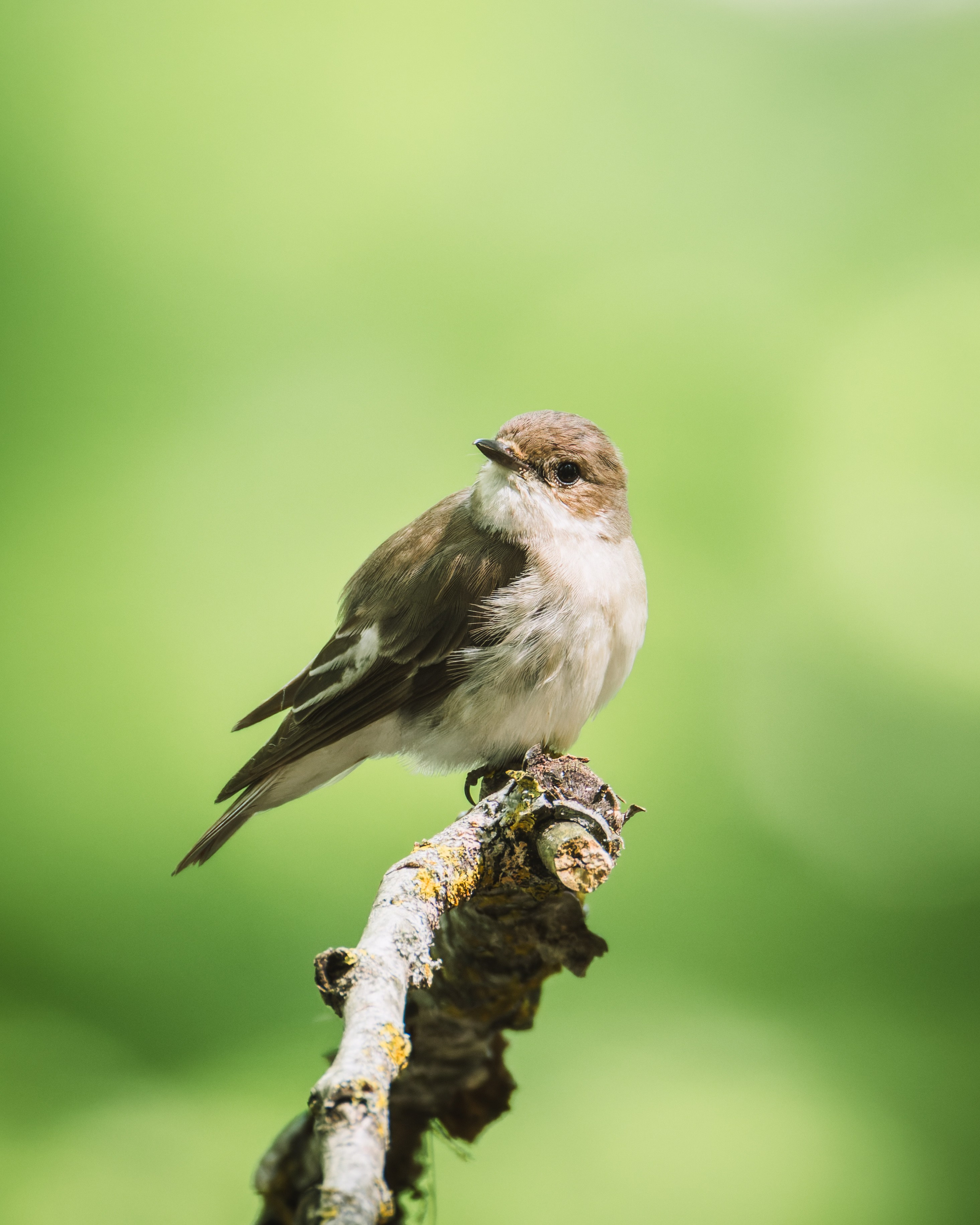 Smolensk 2025. Anton Chernov | Wildlife photographer