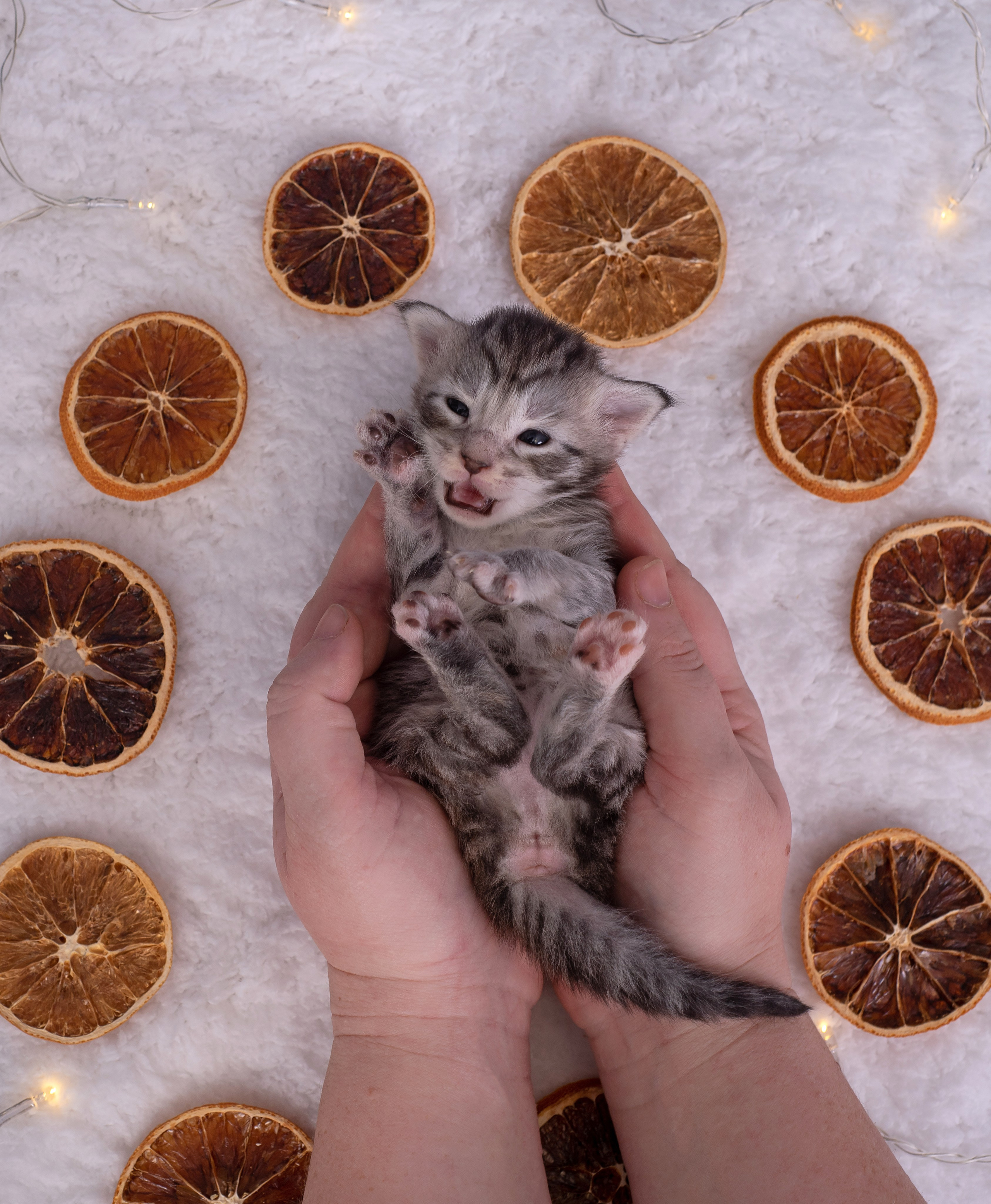 Котята в домашней студии. Фотограф анималист в Казани Алина Сулейманова. Фотограф животных